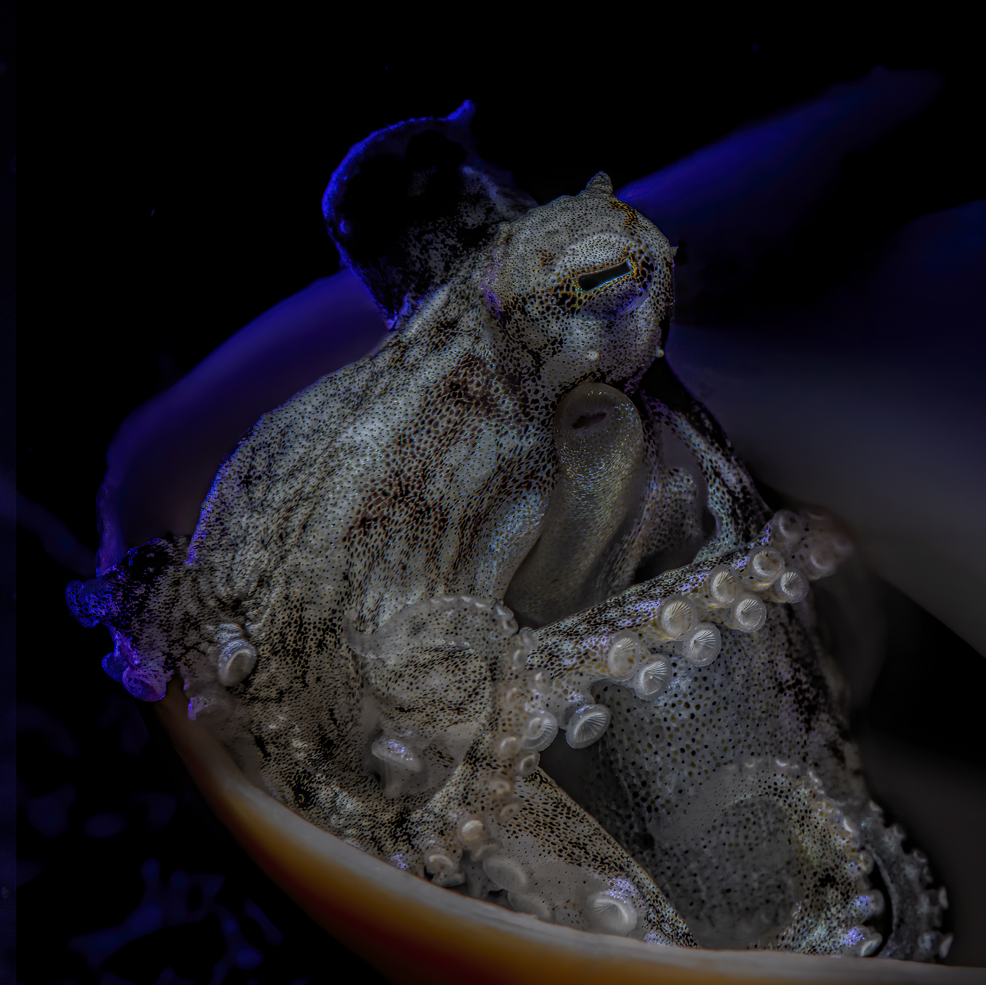 blue side of coconut octopus