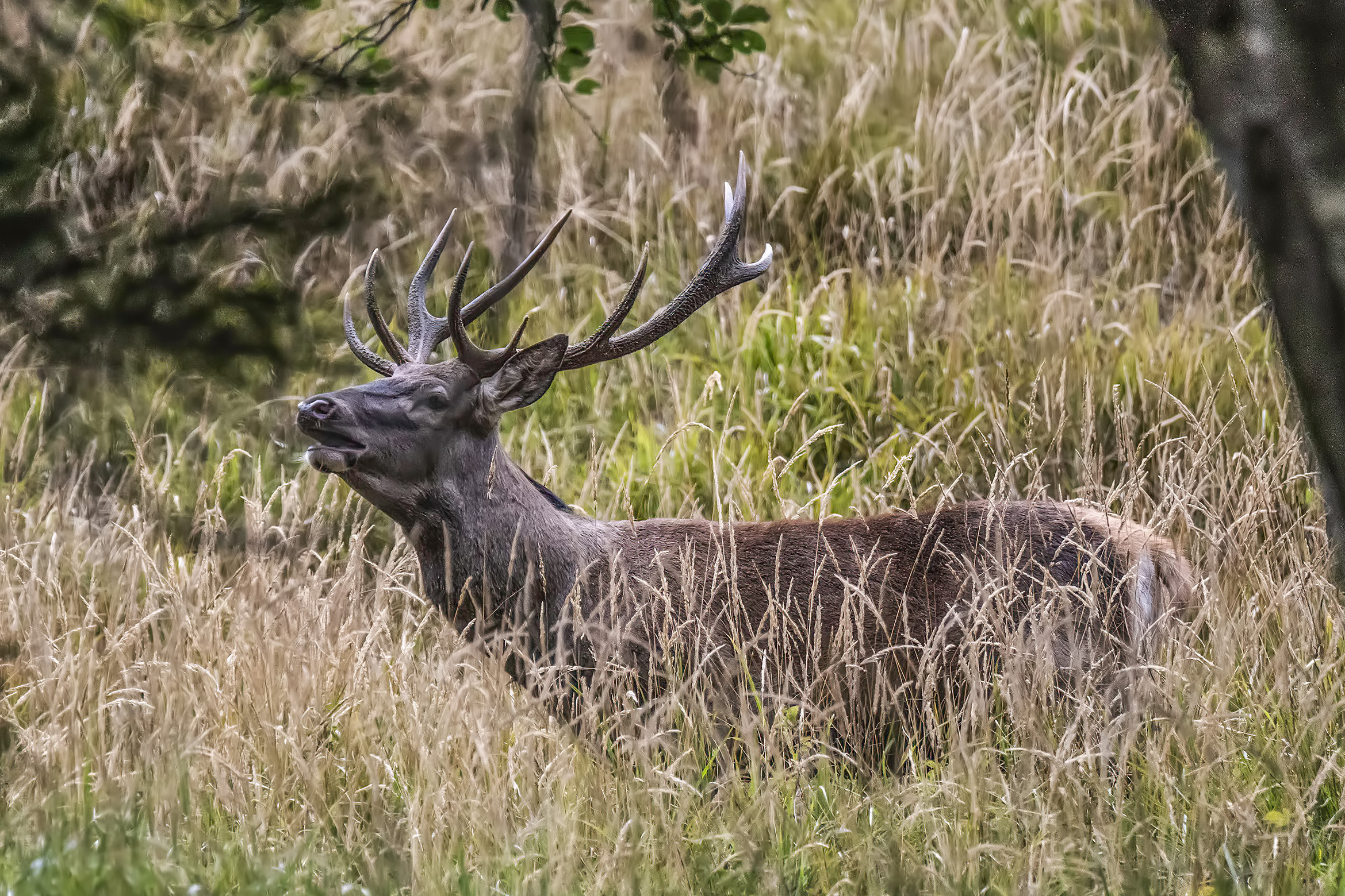 Cervo maschio 2019-crop