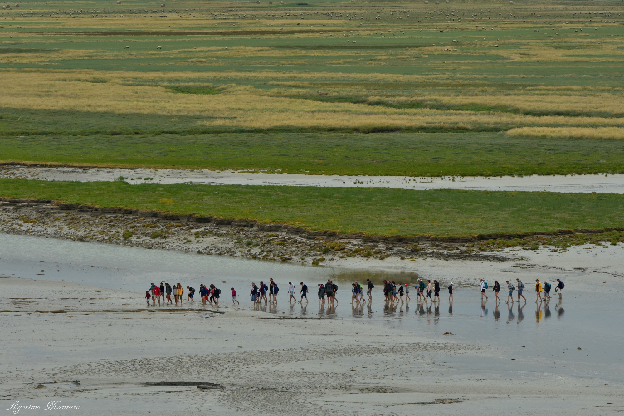 Il gregge nella baia di Mont Saint Michel