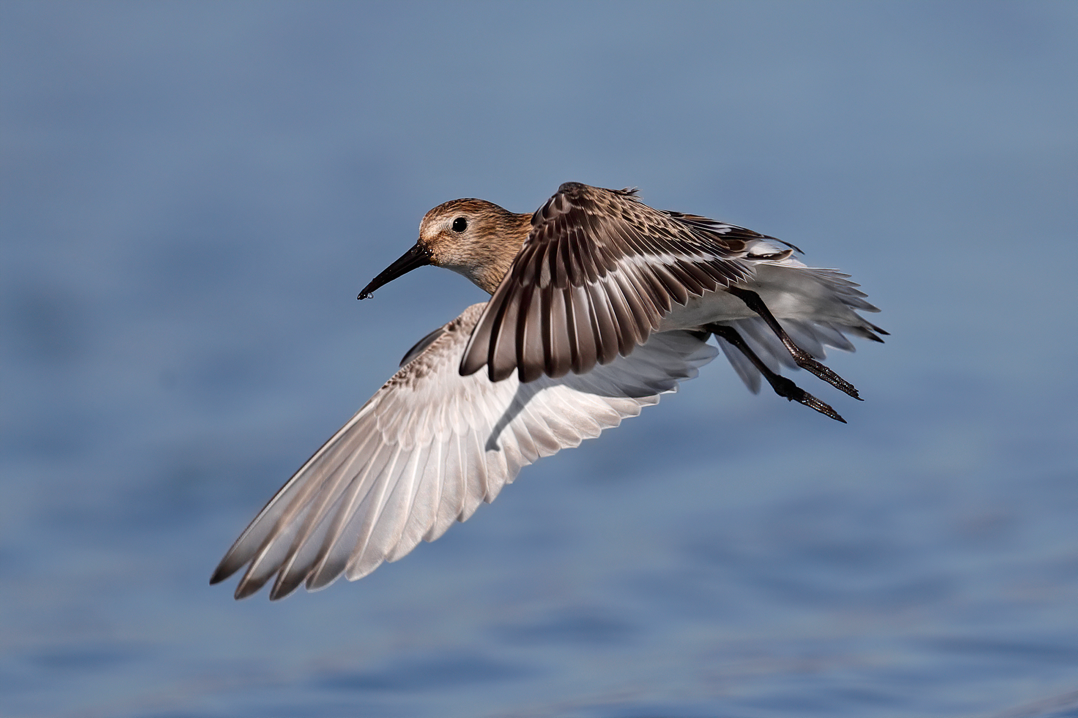 Black-bellied raincoat