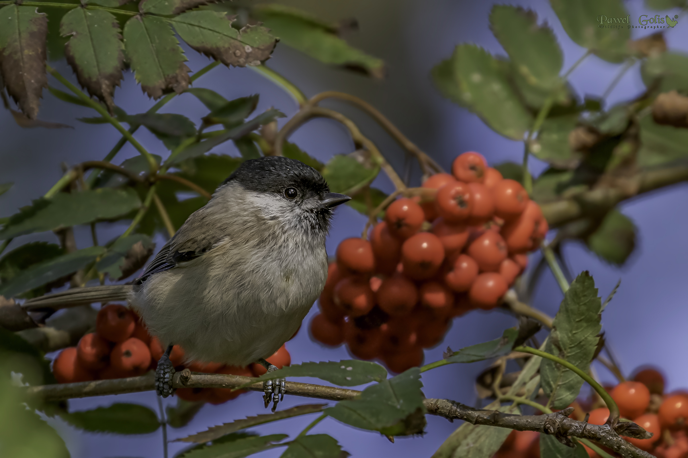 Tit di salice (Parus montanus)
