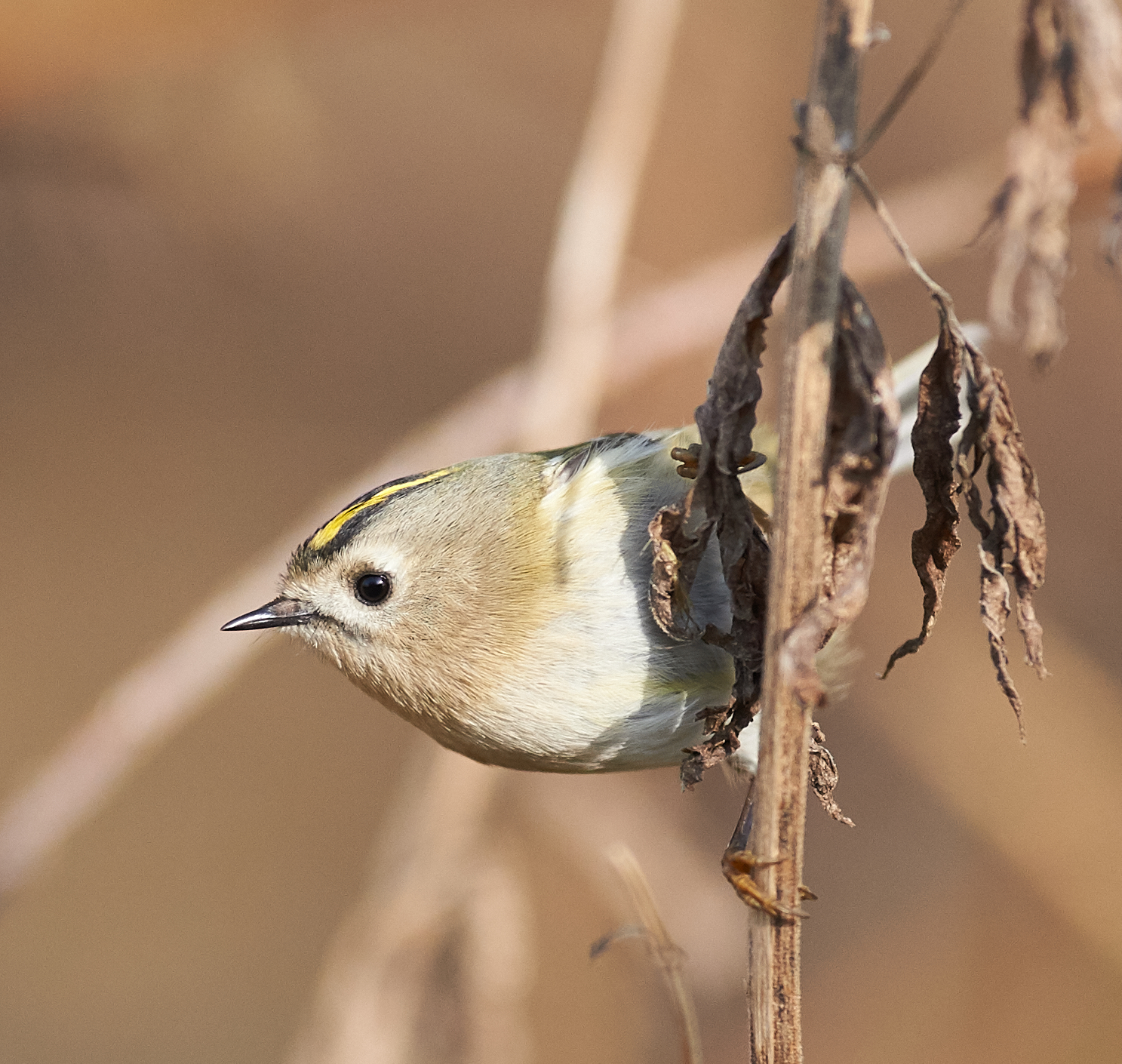 Goldcrest early morning