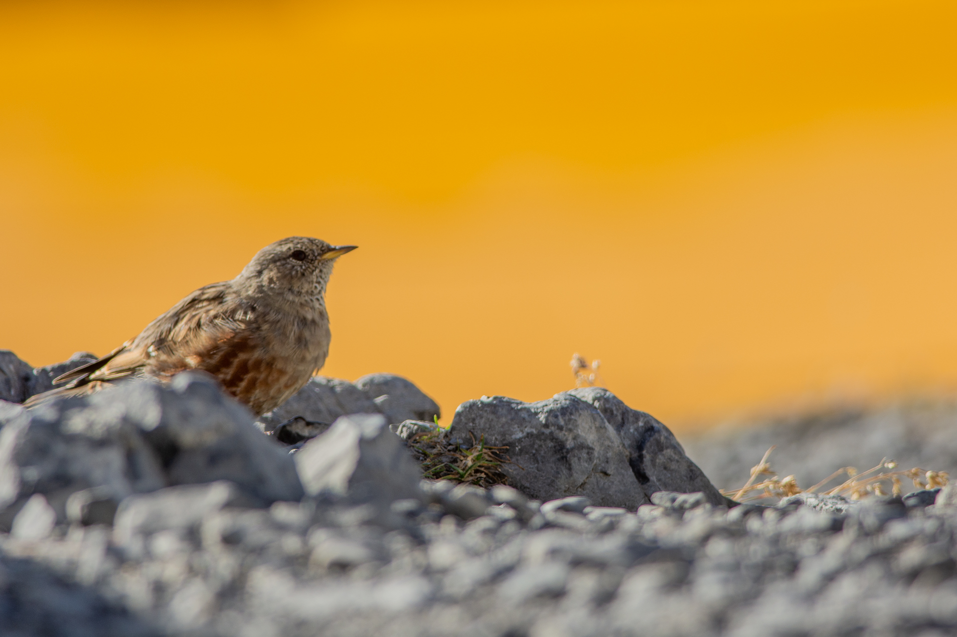 bellezza d'alta quota