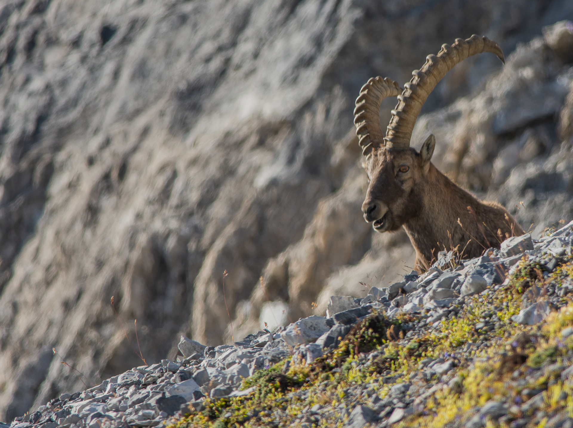 Ibex ridens
