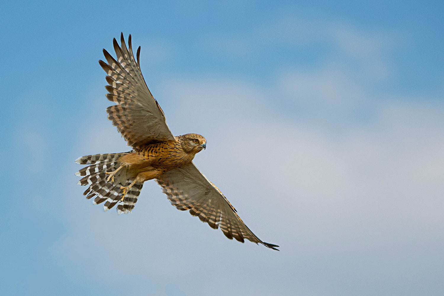 Gheppio Maggiore in volo