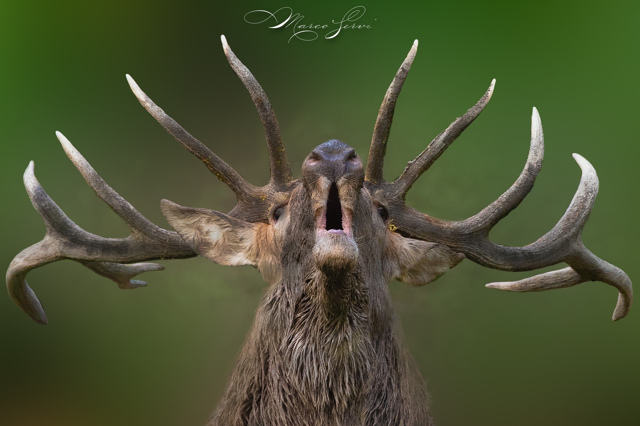 Il Bramito Del Cervo Nobile