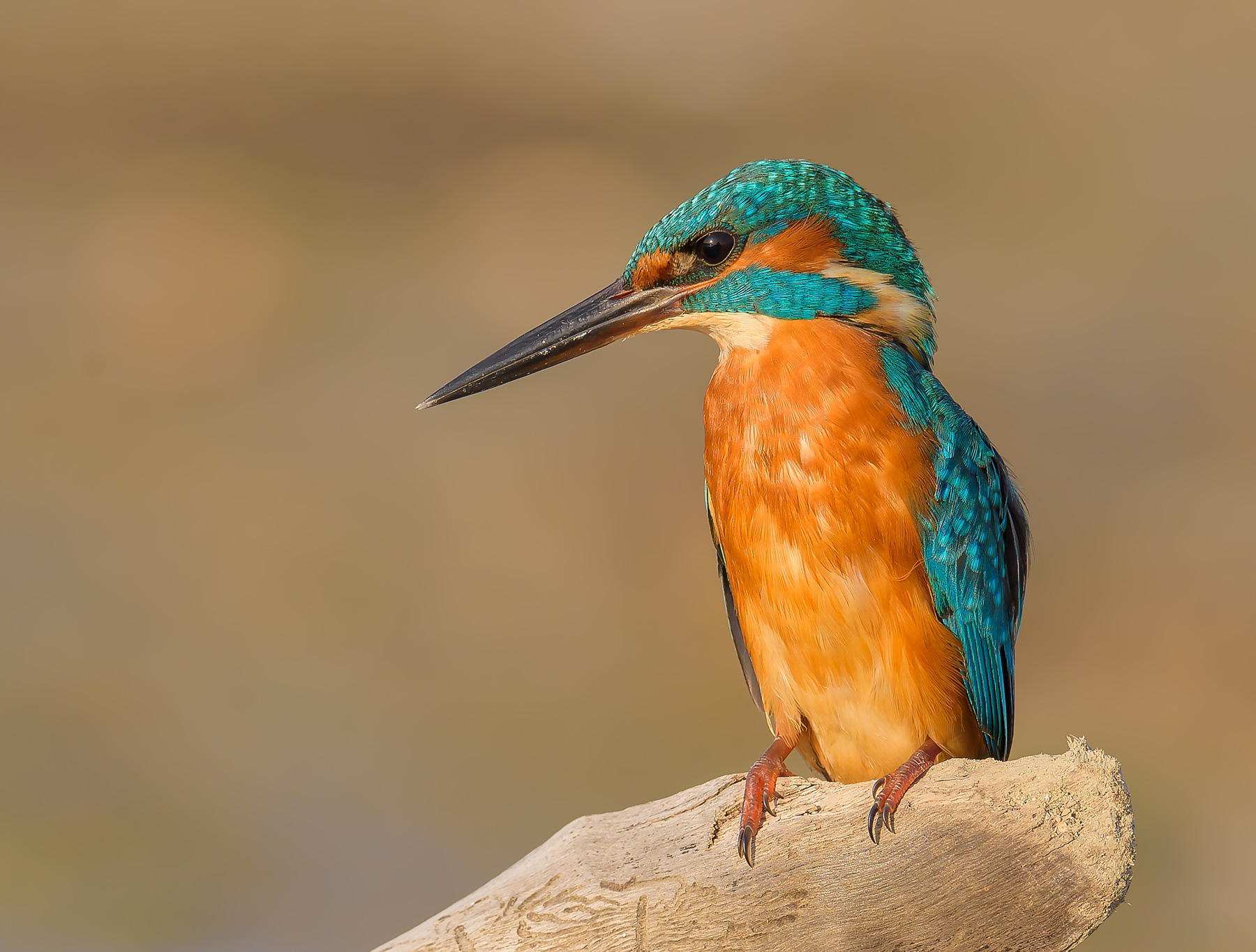 Kingfisher