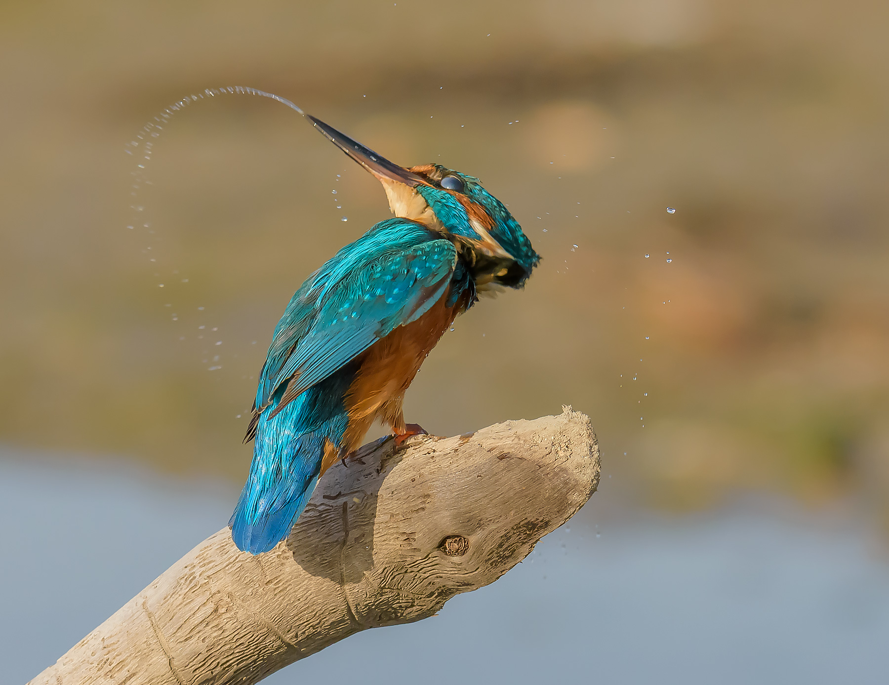 Kingfisher