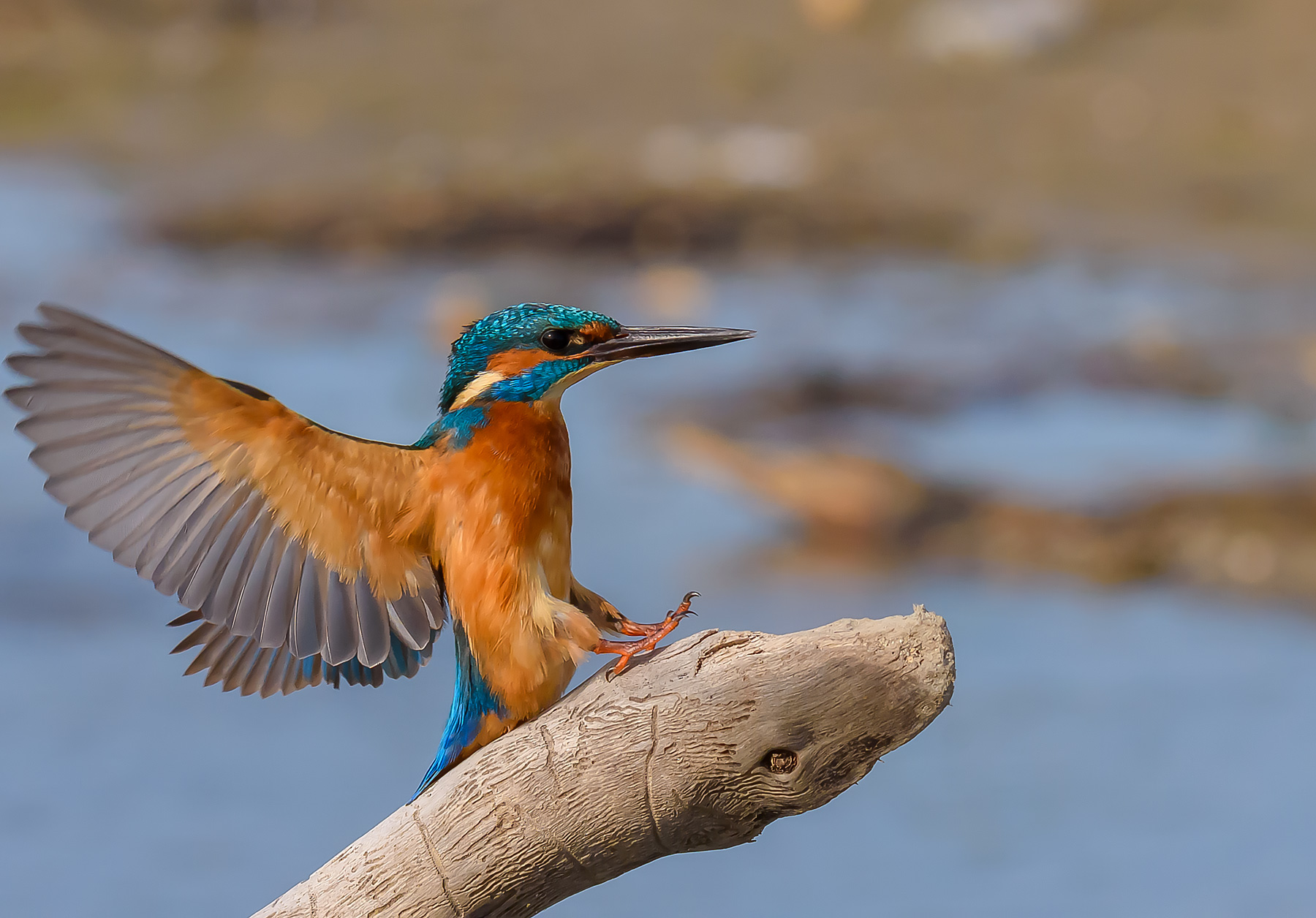 Kingfisher