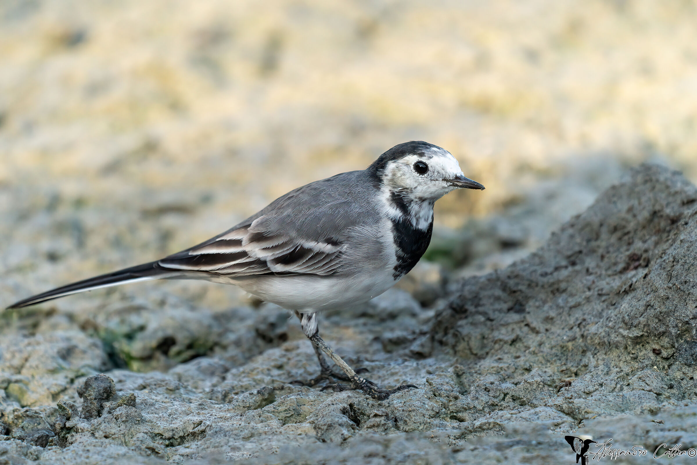 The little white Ballerina :-)