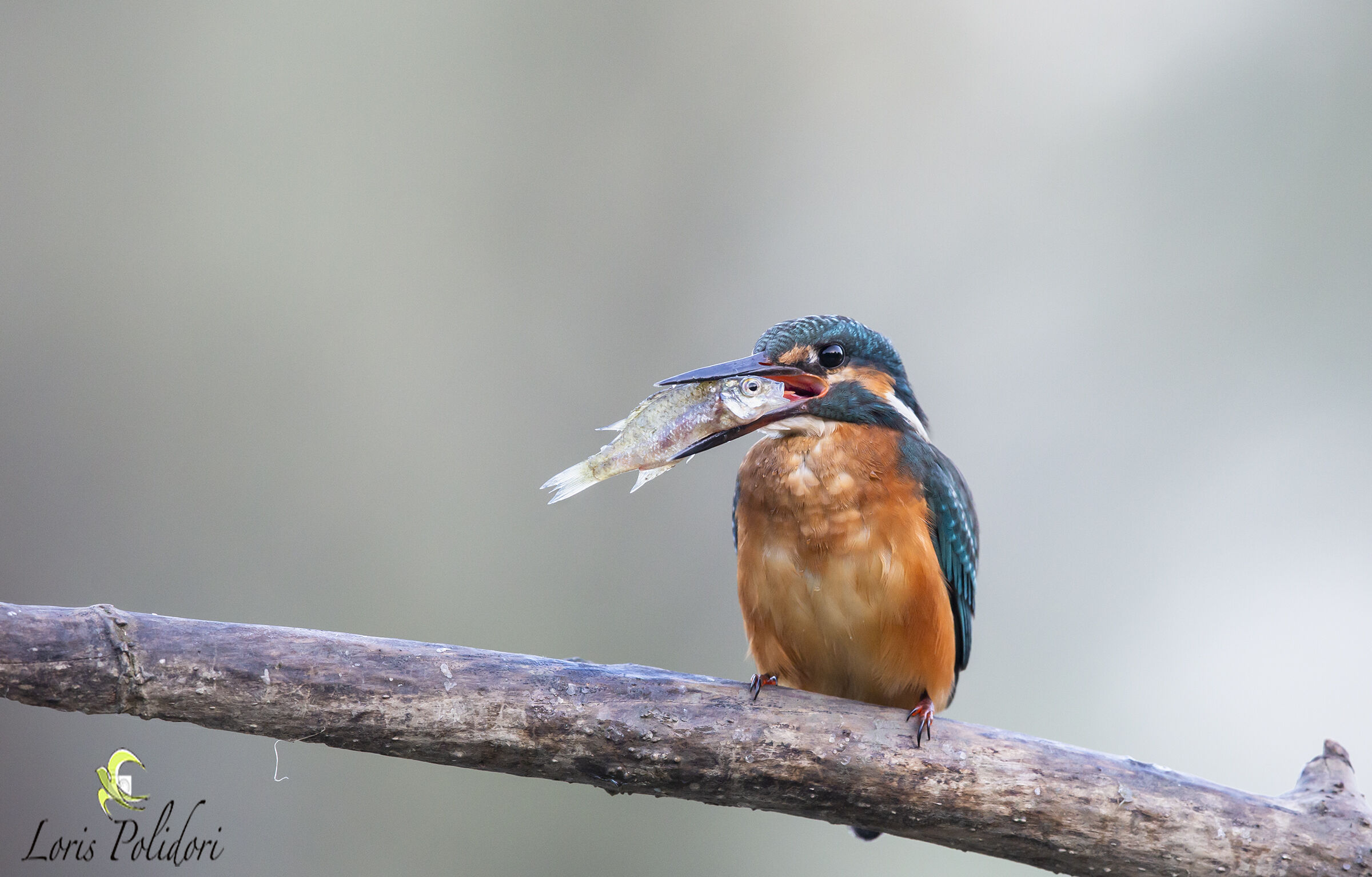 Martinpescatore con preda