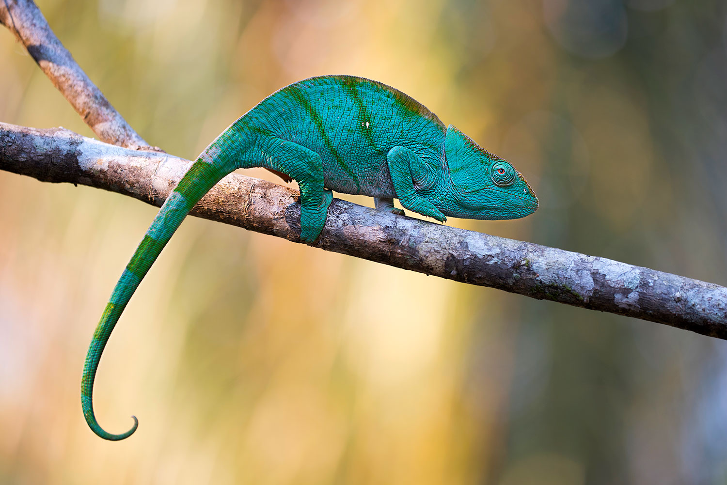 Femmina di Camaleonte di Parson - Madagascar