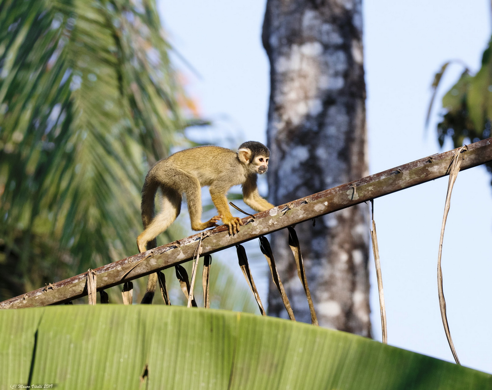 Monkey Squirrel (Peruvian Amazon)