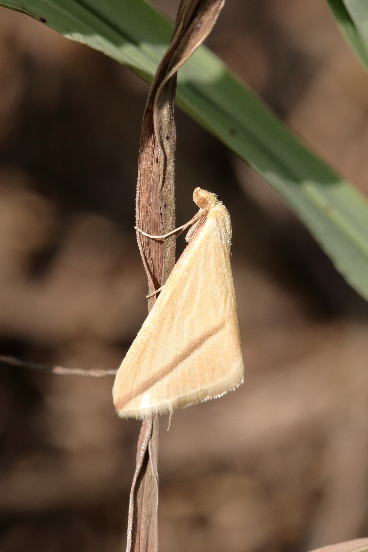 Butterfly or moth 2?