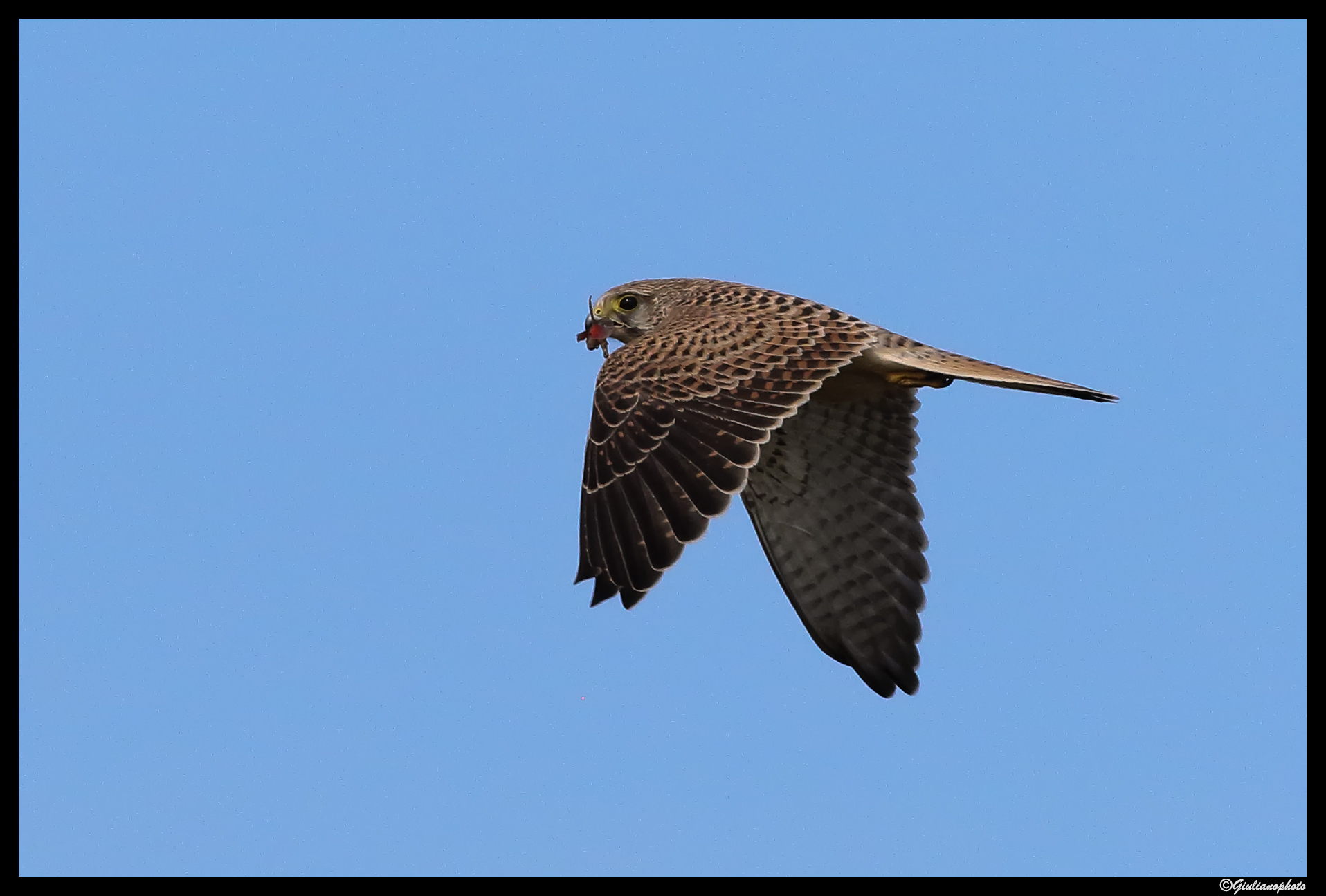 Kestrel