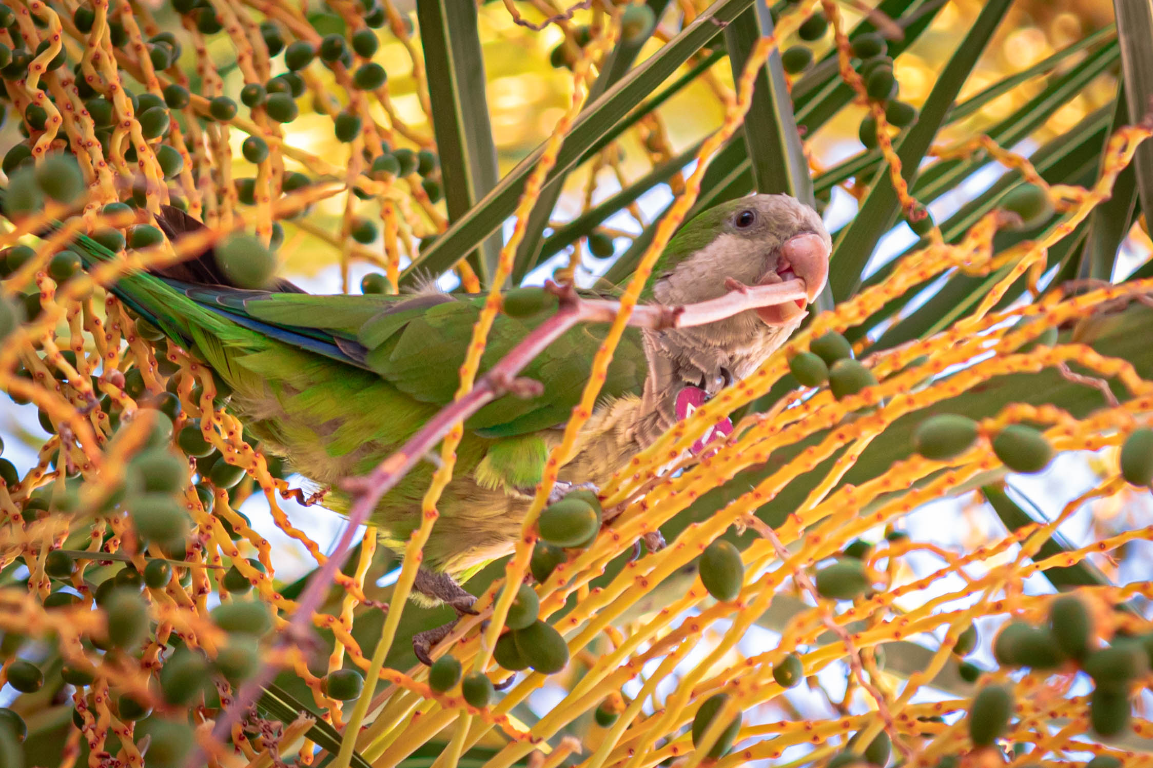 e' nascosto tra i rami, ma lo senti cantare.