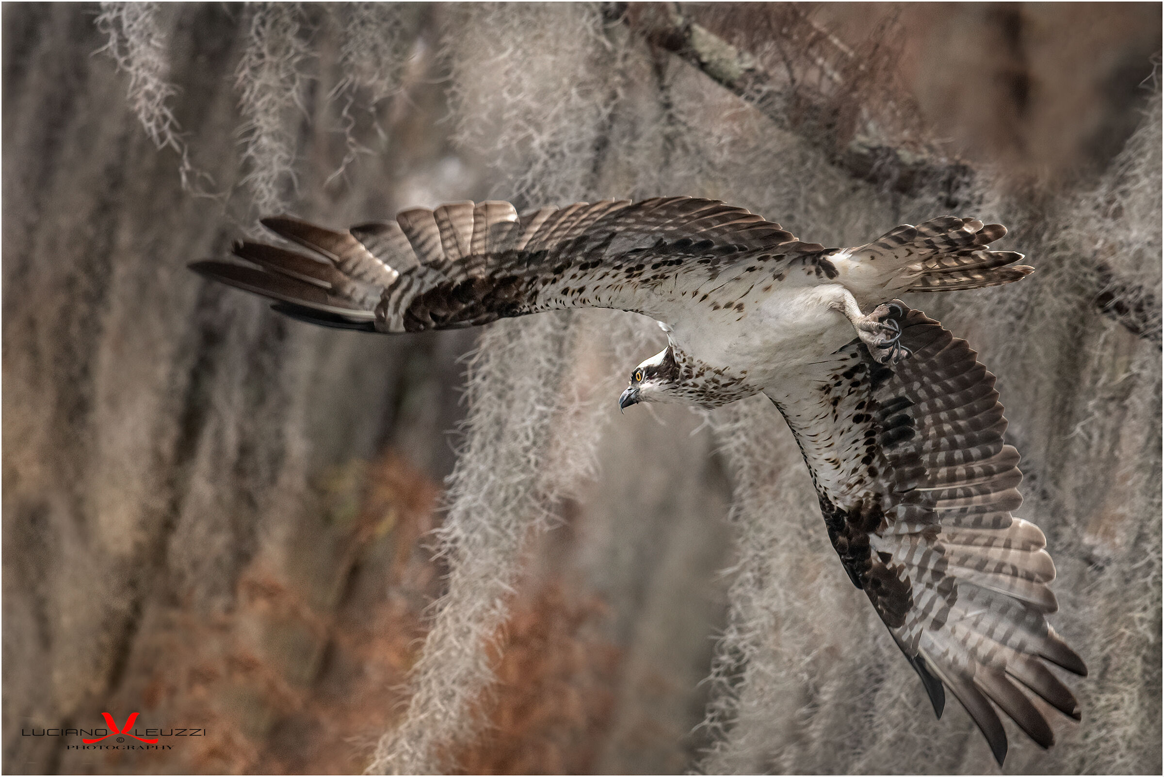 Osprey