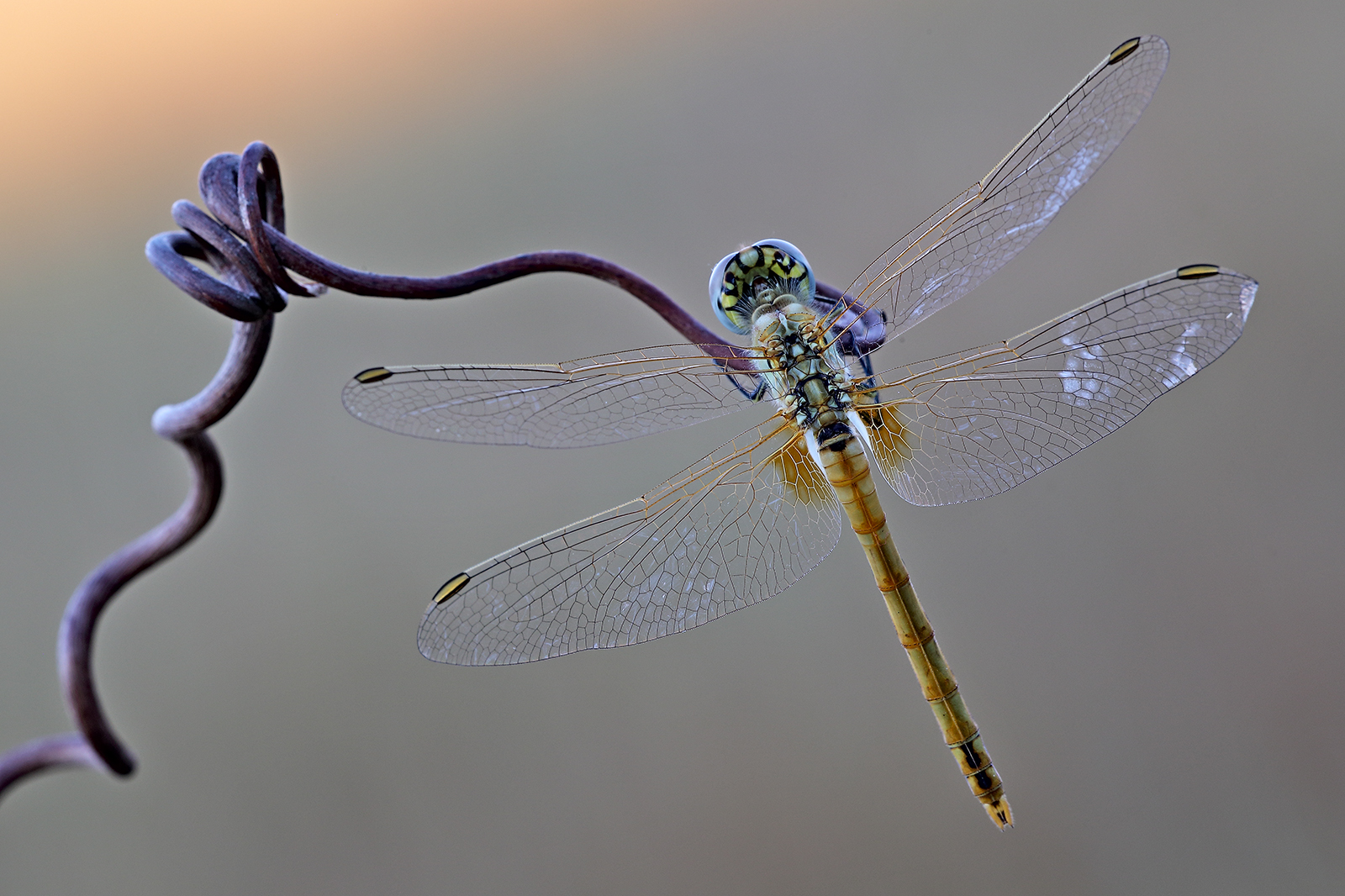 Dragonfly