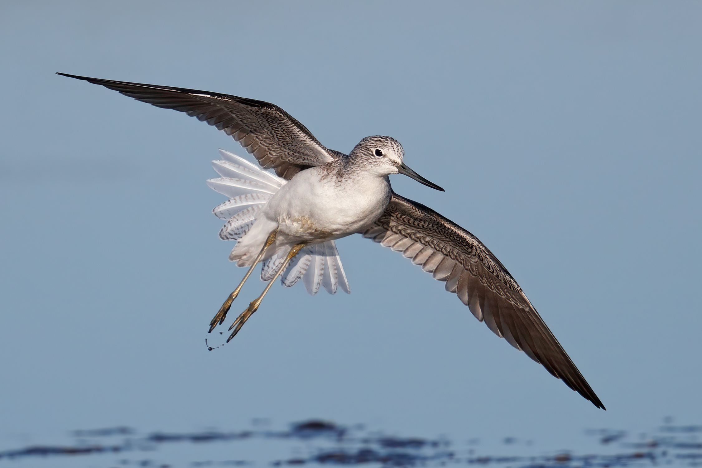 L'arrivo della pantana