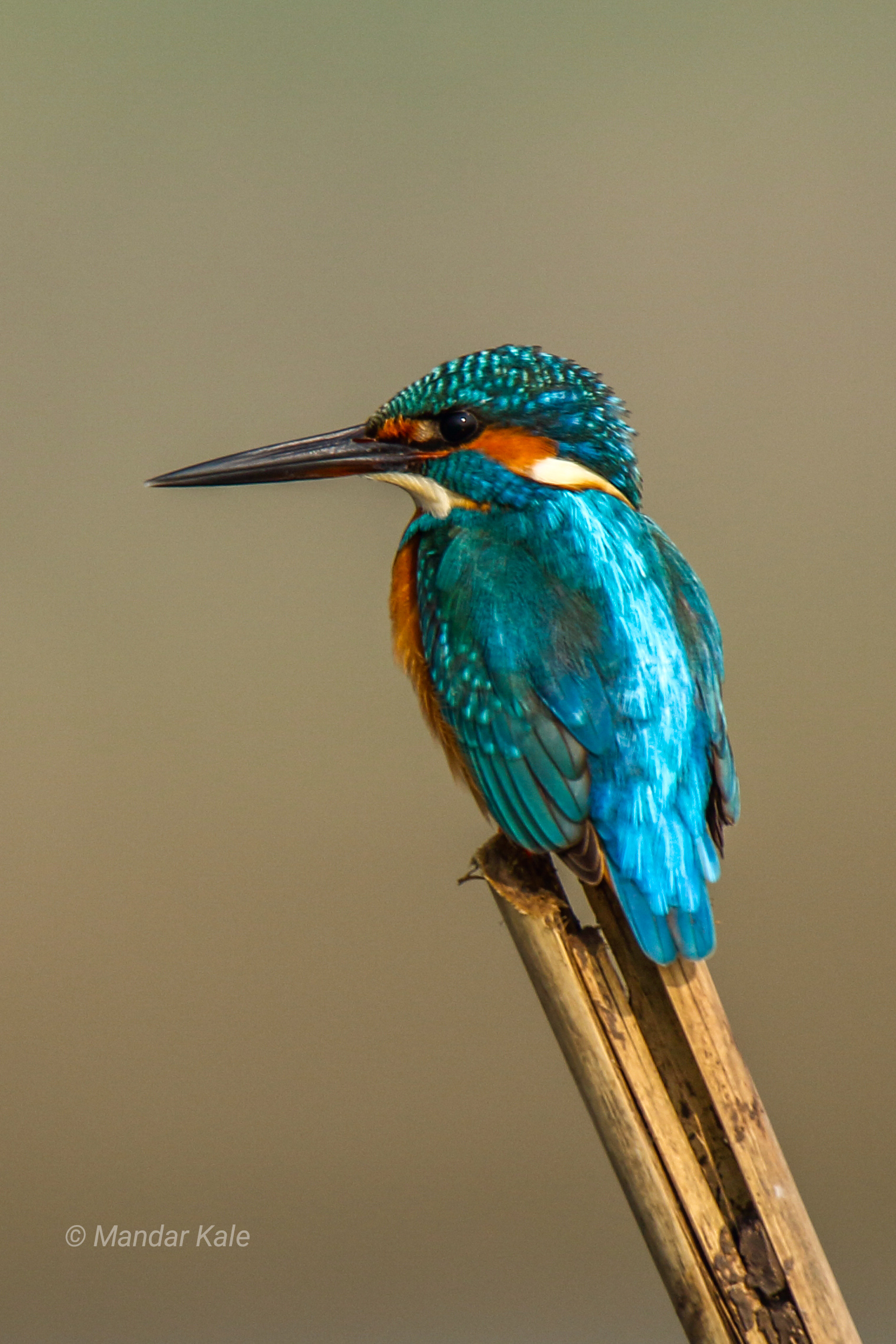 martin m inv pescatore