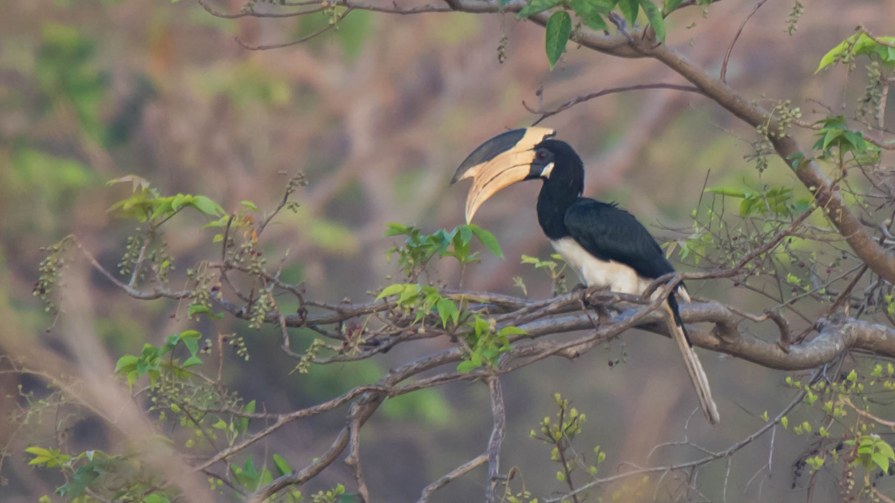 Hornbill