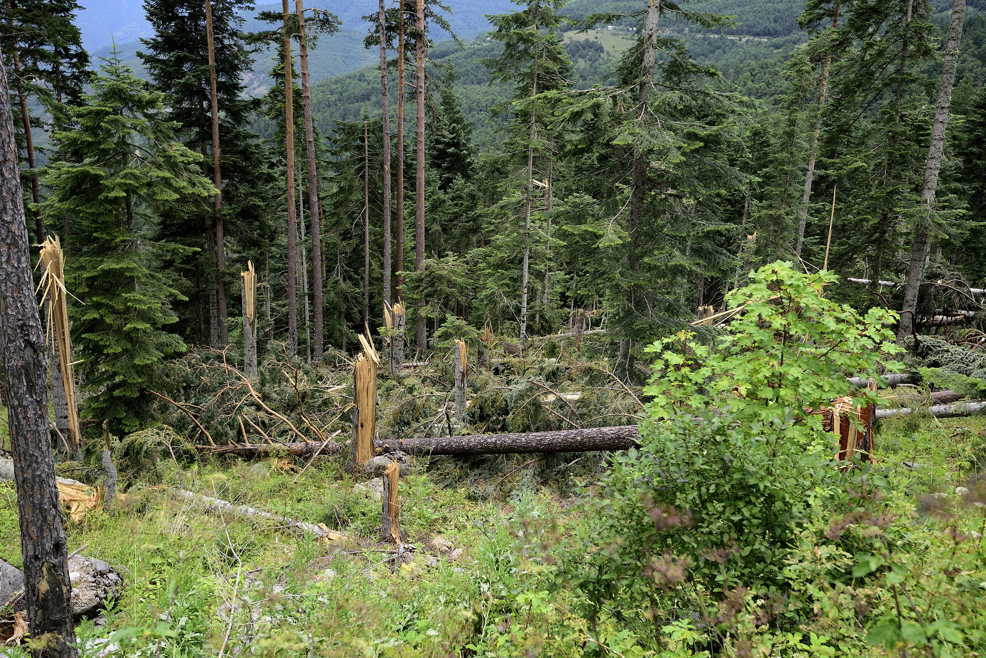 Ciclone: impotenza degli alberi..