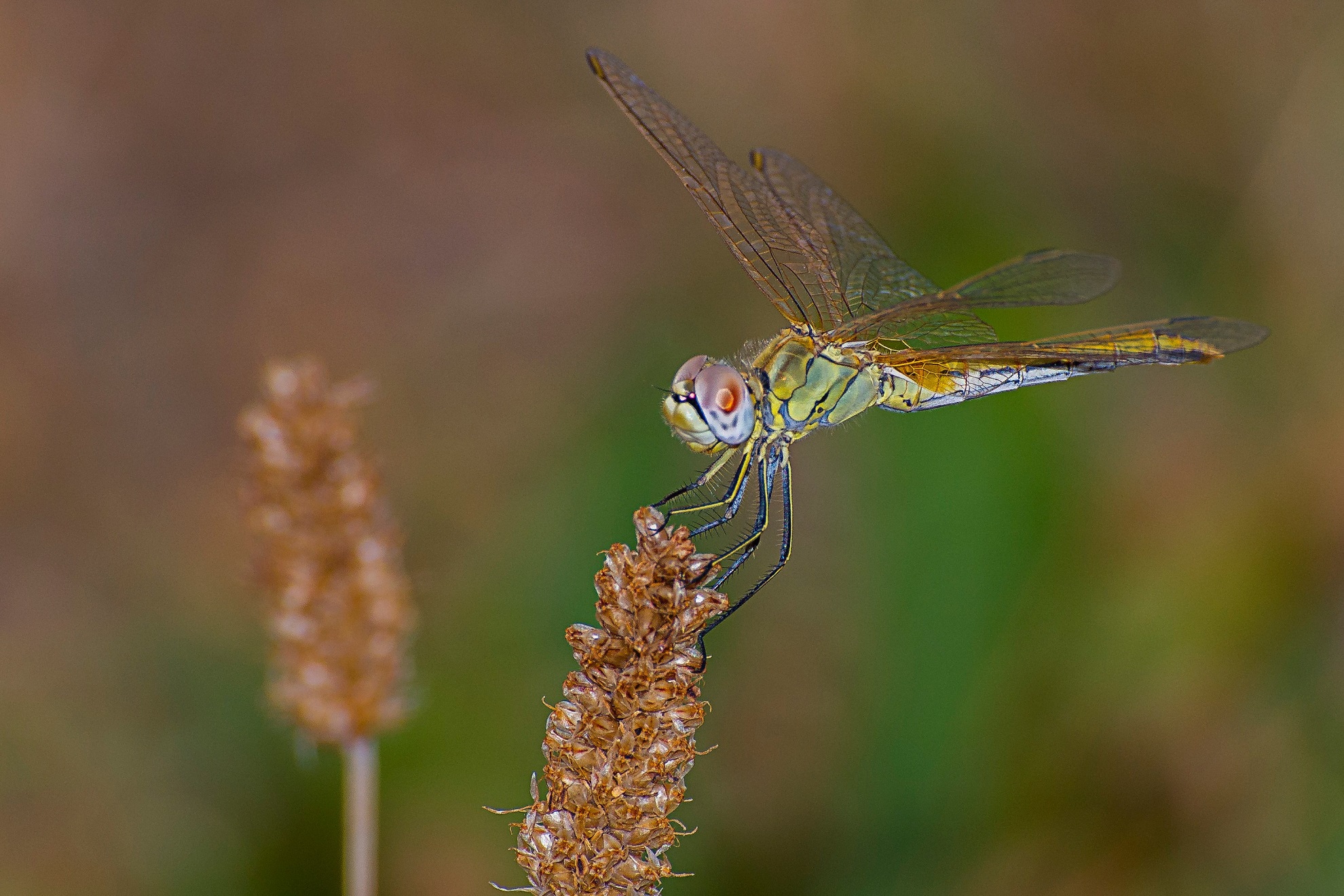 libellula