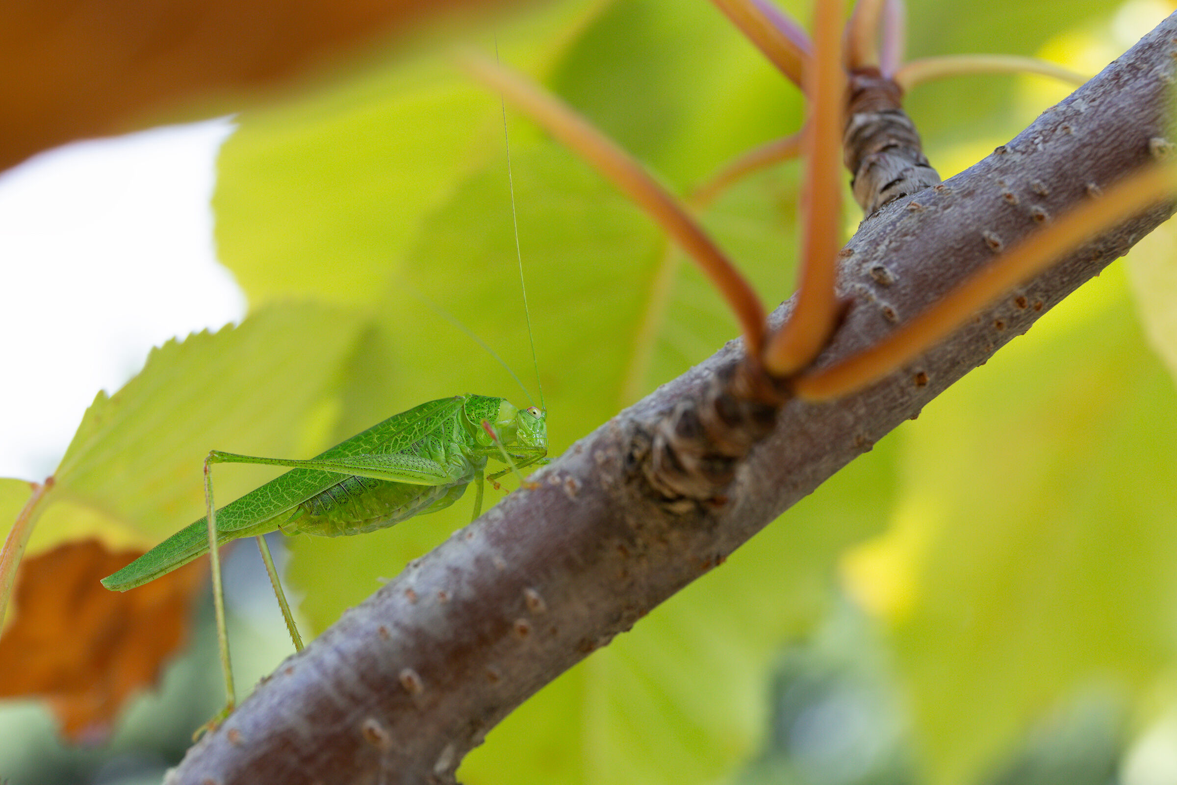 Tettigonia