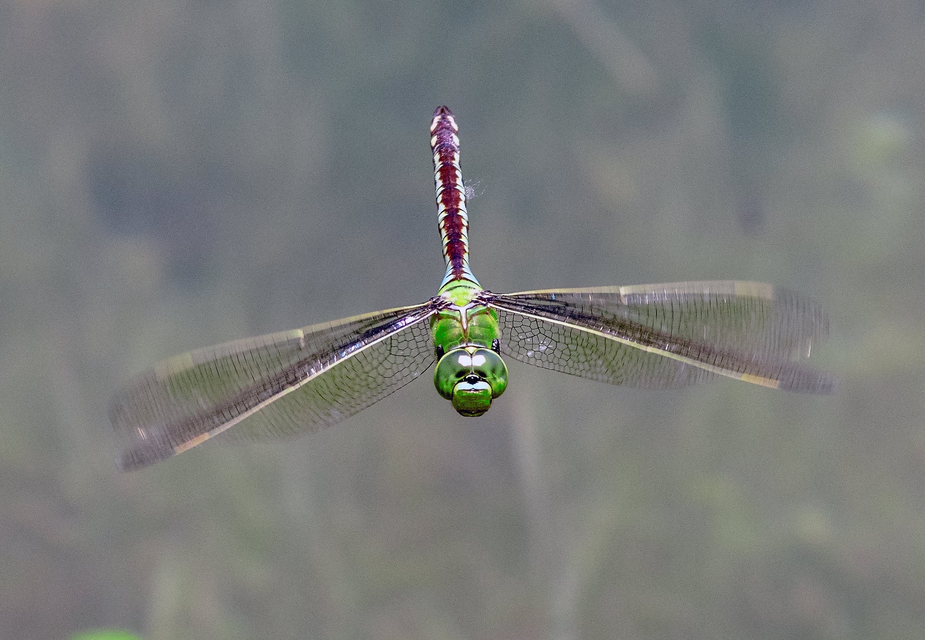 Dragonfly