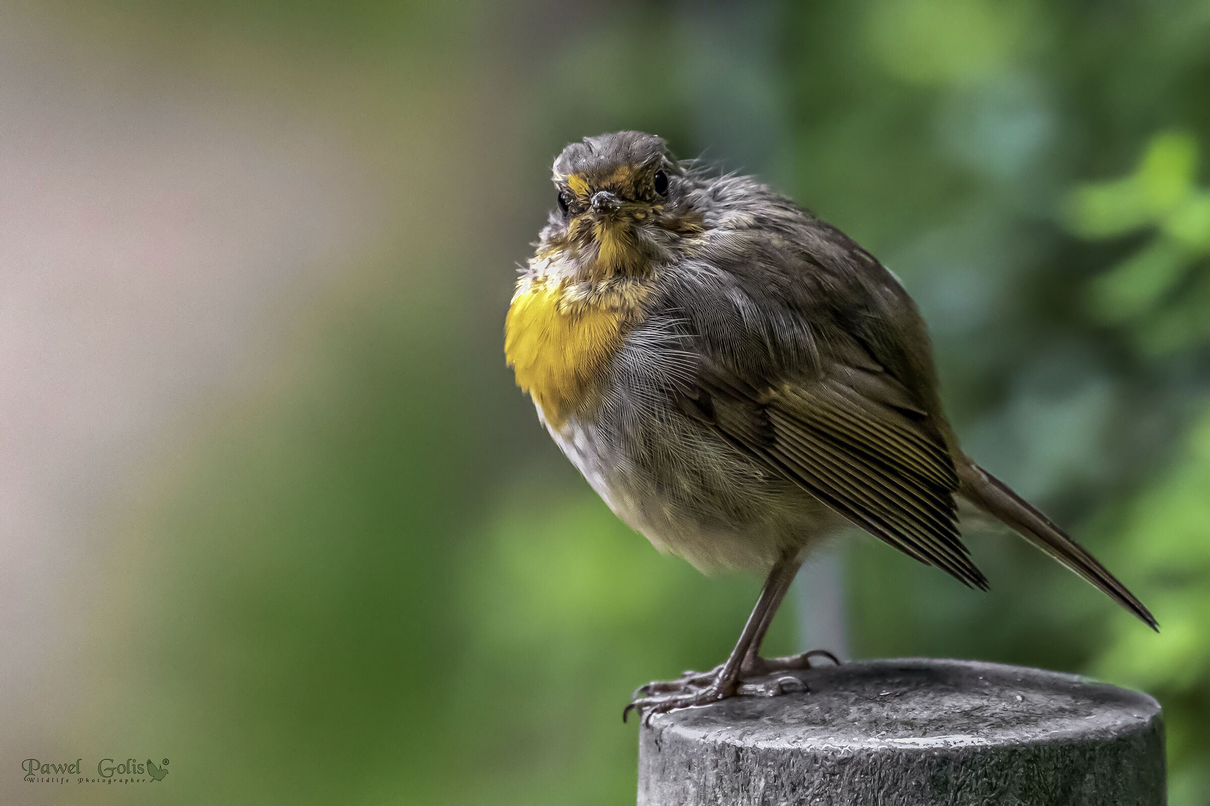 Pettirosso europeo (Erithacus rubecula)