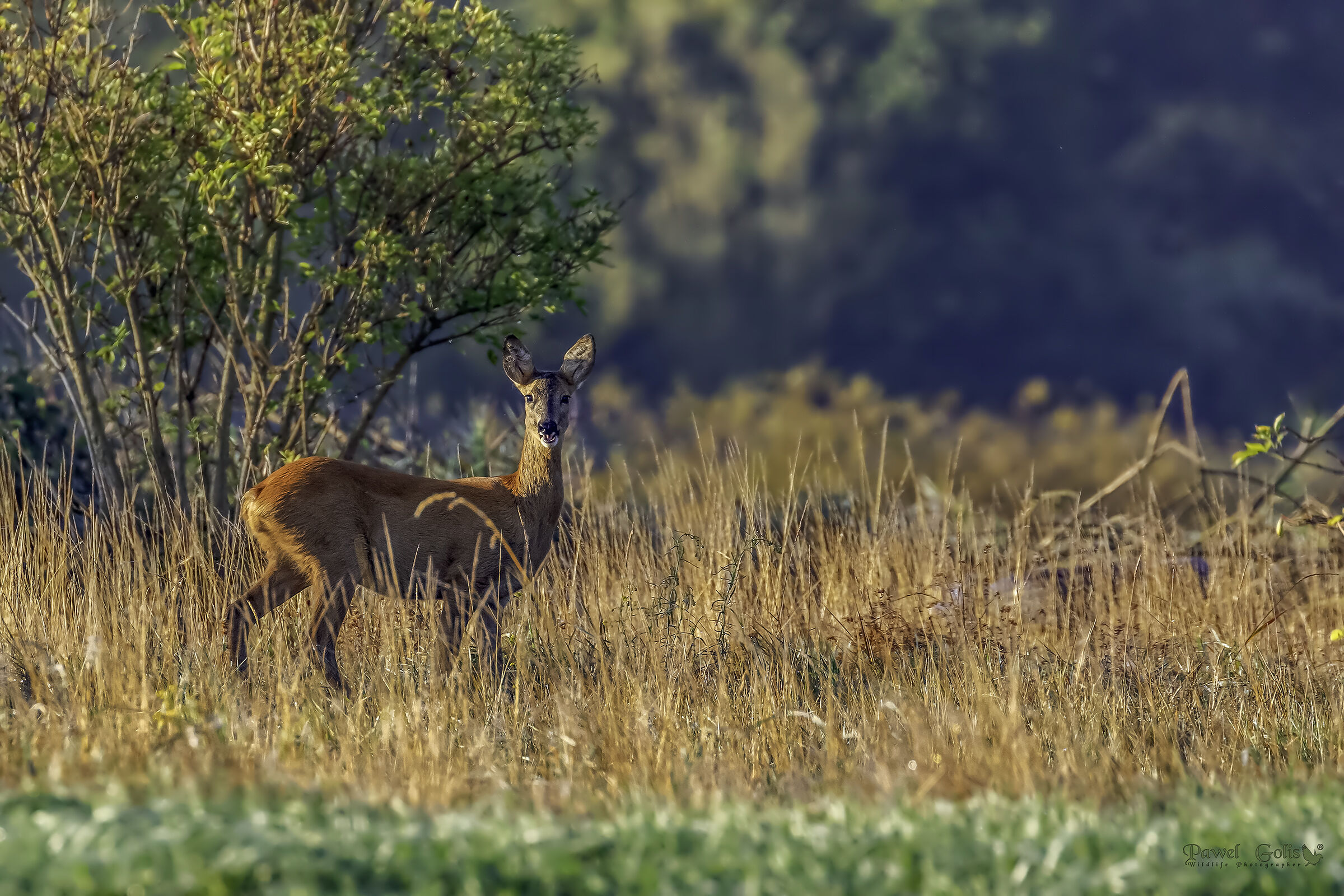 Capriolo - capra (Capreolus capreolus)
