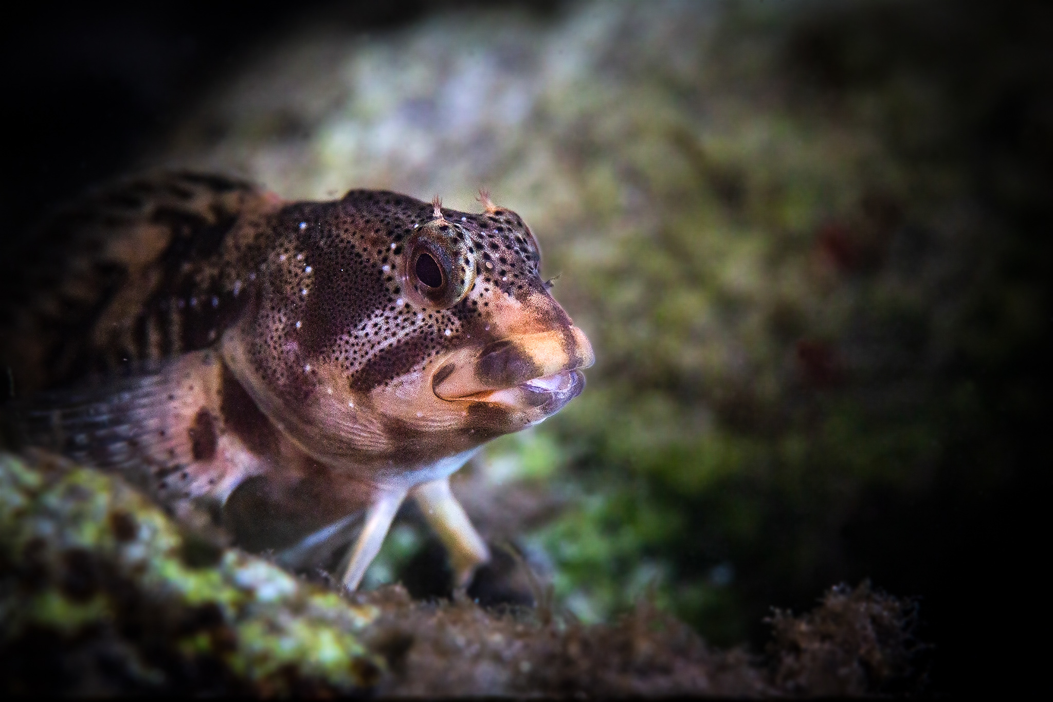 Dog! (Salaria fluviatilis)