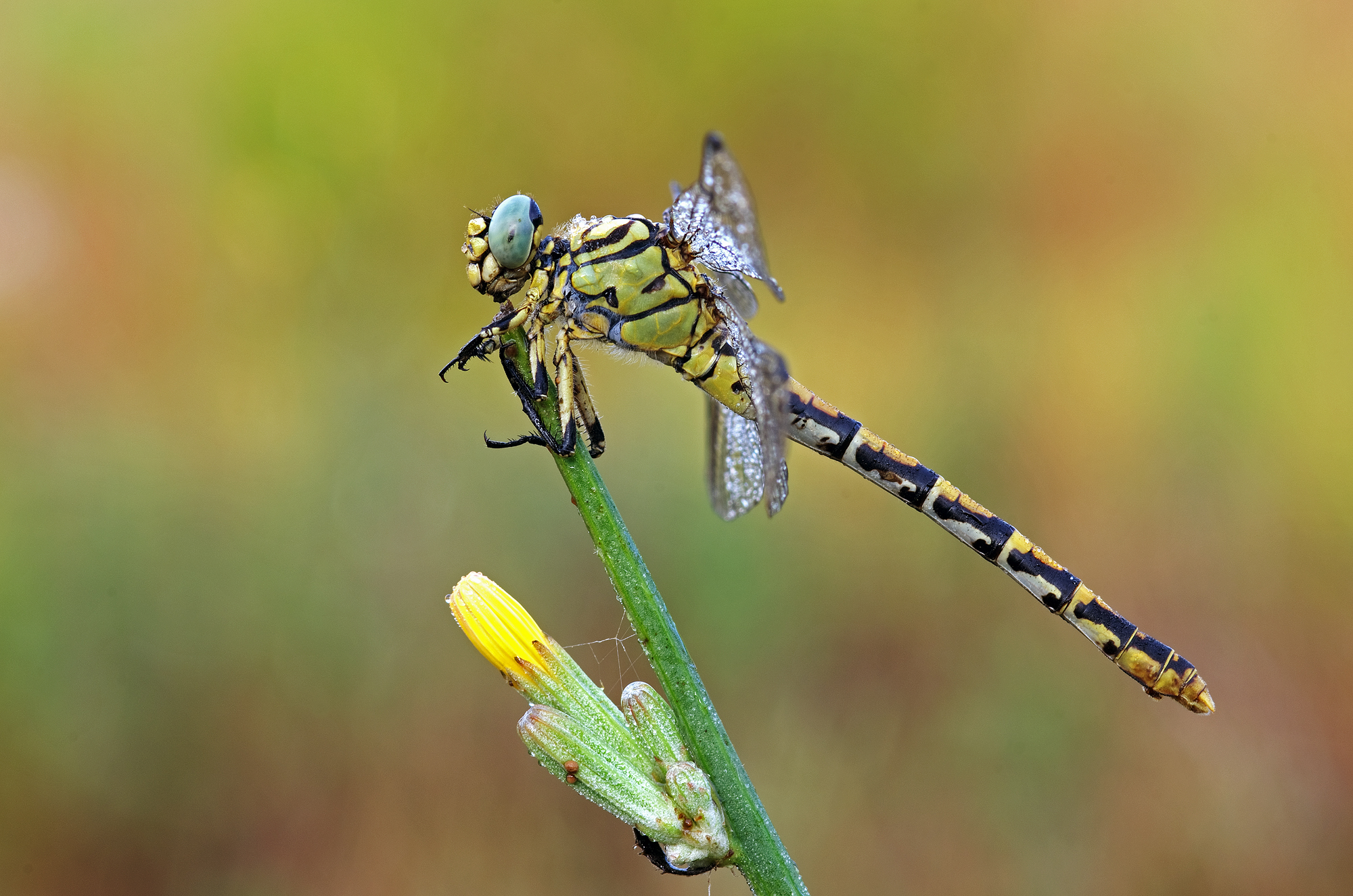 Onychogomphus uncatus