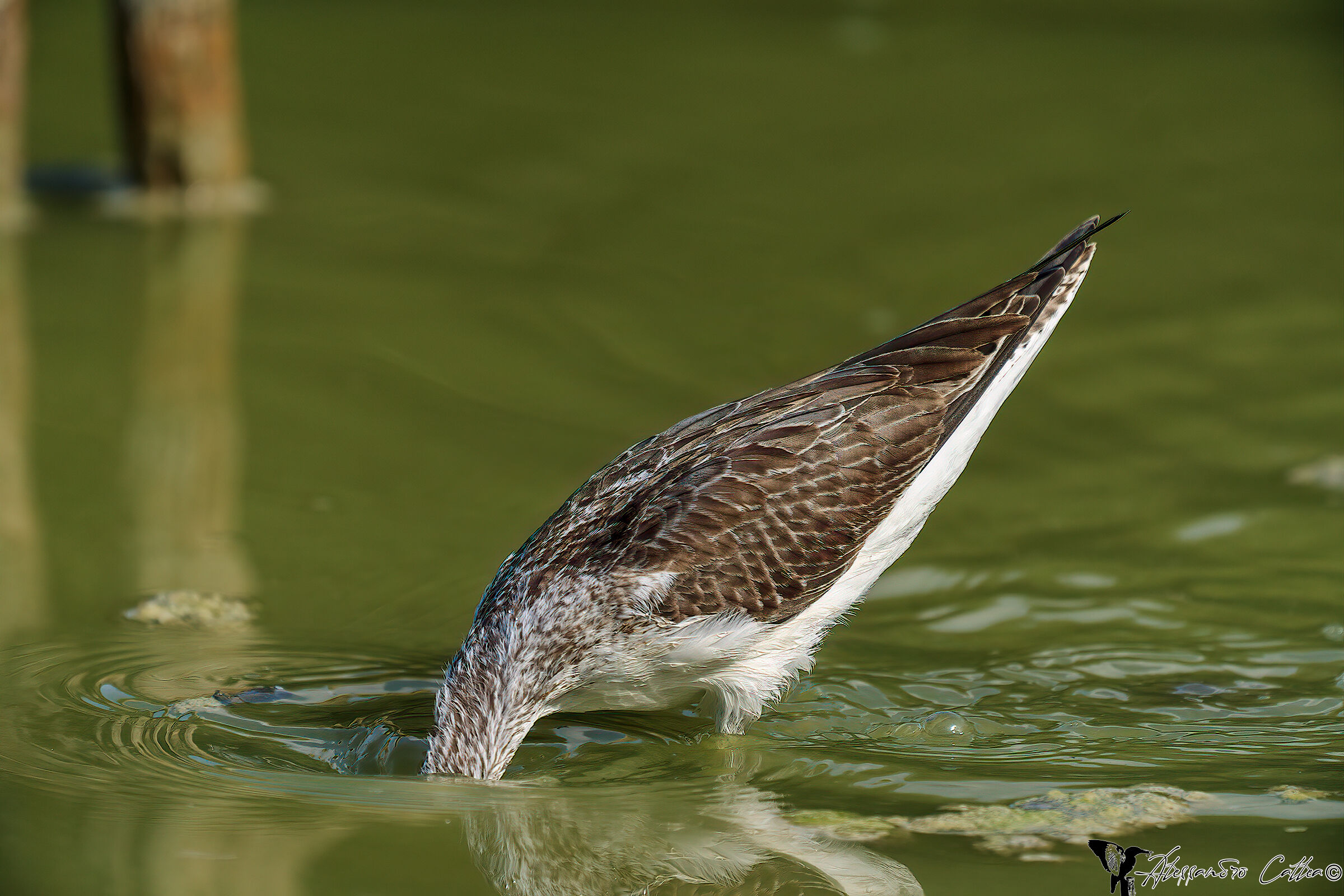 e sono stato risucchiato!