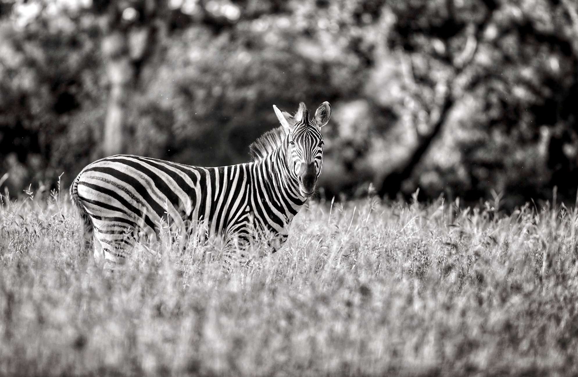 Zebra