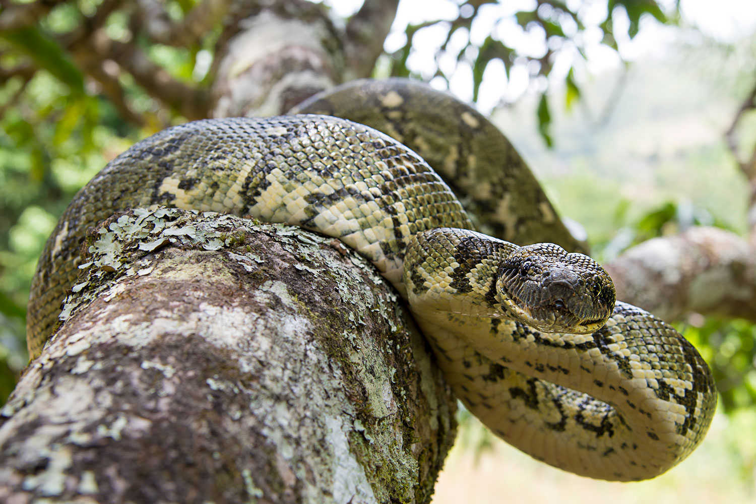 Boa Arboricolo da vicino
