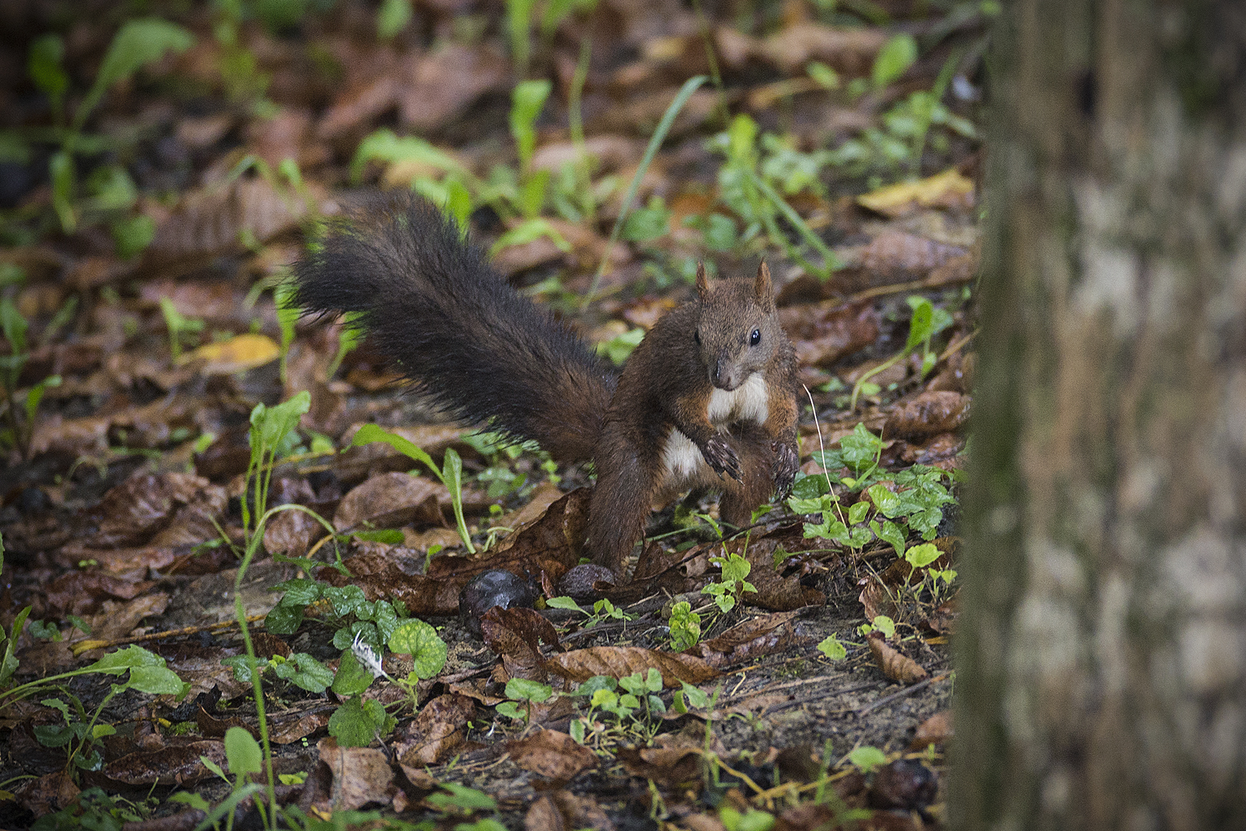 Squirrel 2019-1