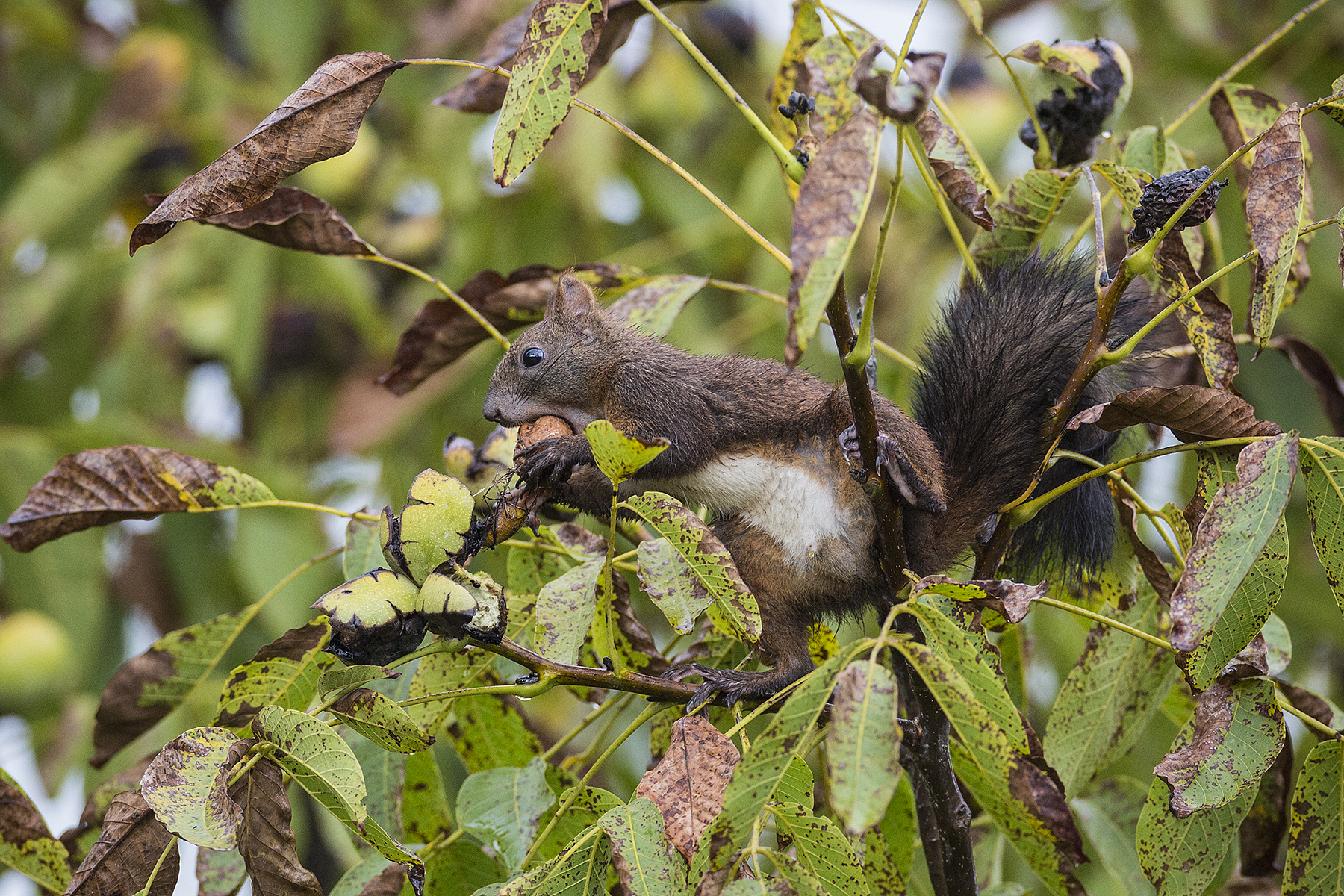Squirrel 2019-2