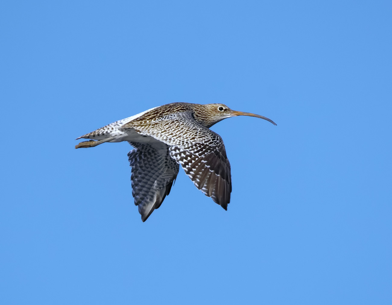Chiurlo maggiore ( Numenius arquata)