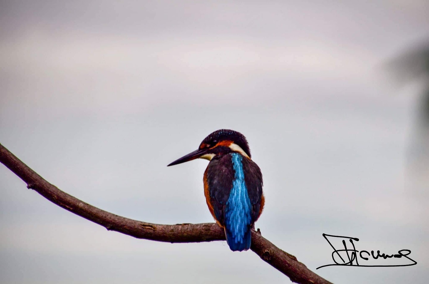 Kingfisher