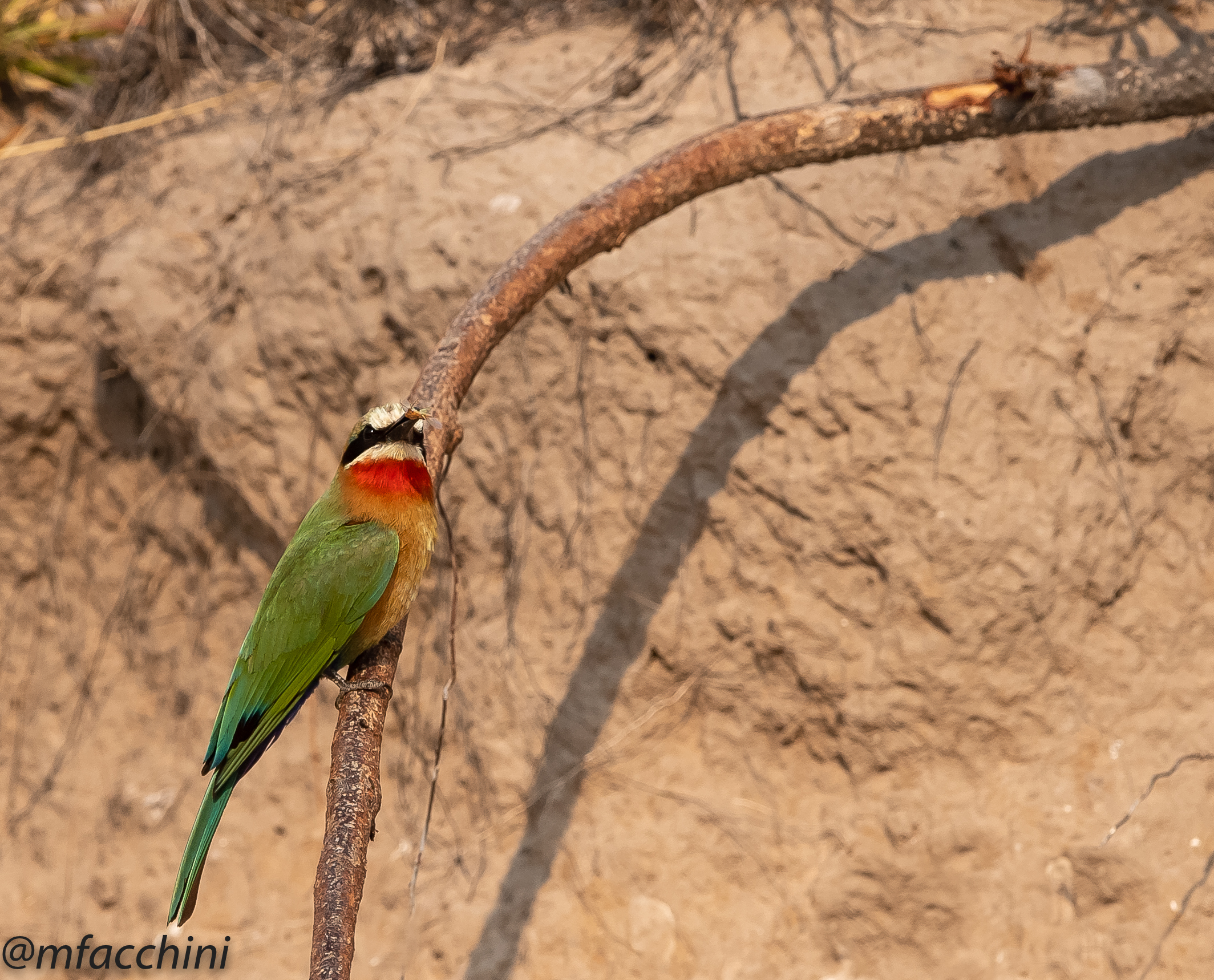 Meropus bullockoides/Whitefronted bee eater