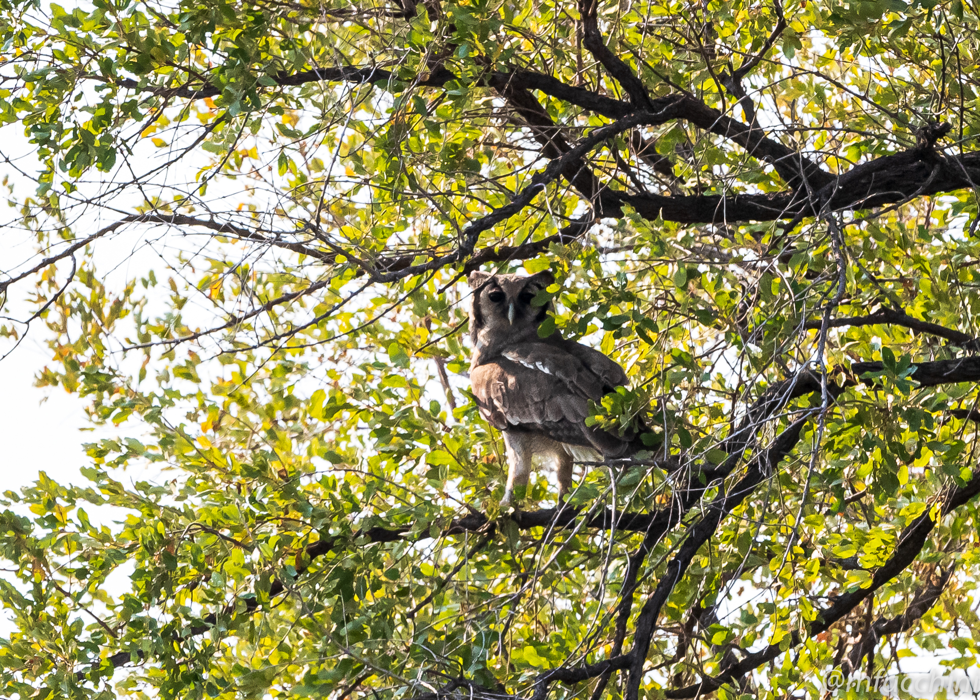 Bulbo lacteus/Giant eagle owl