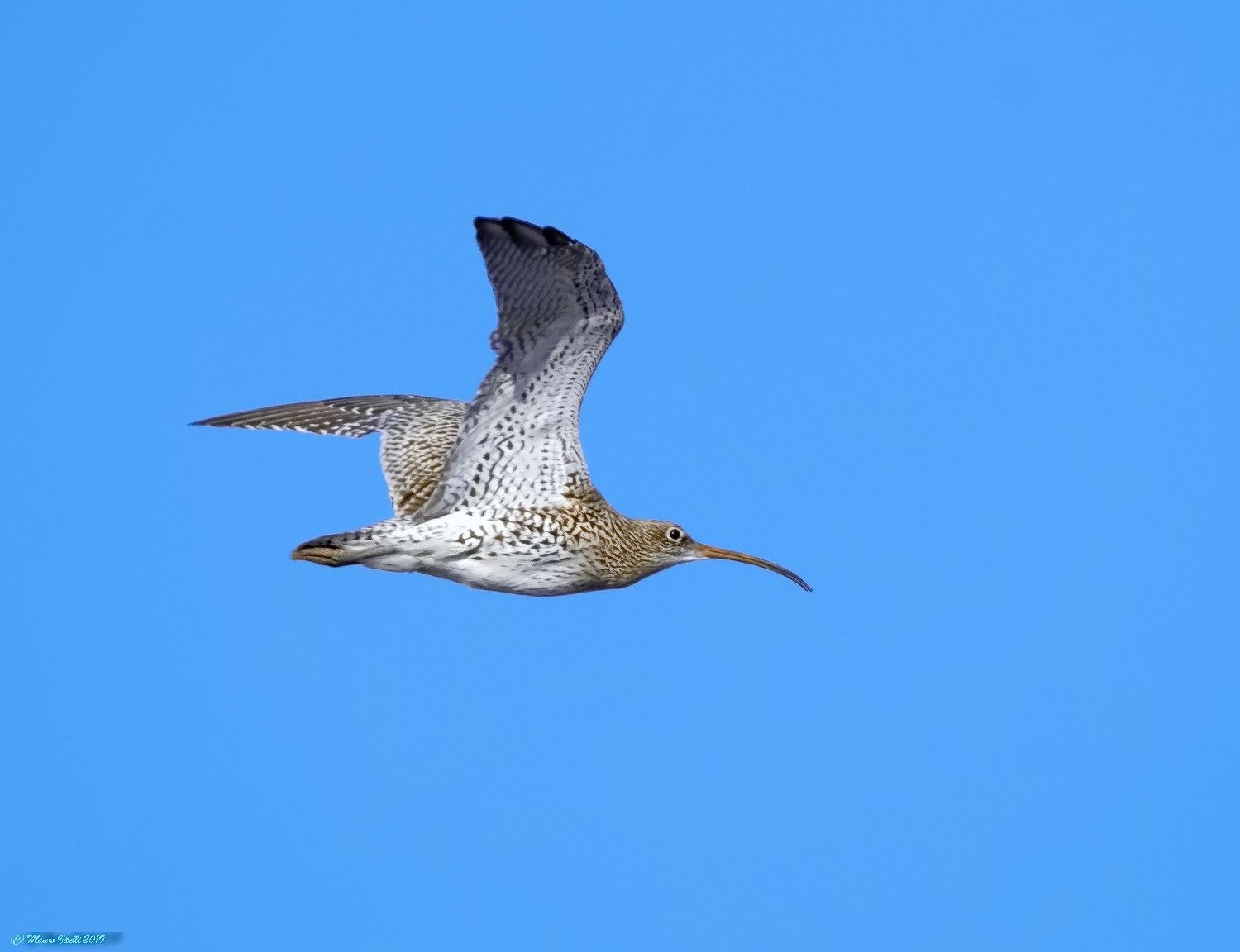 Chiurlo maggiore ( Numenius arquata)
