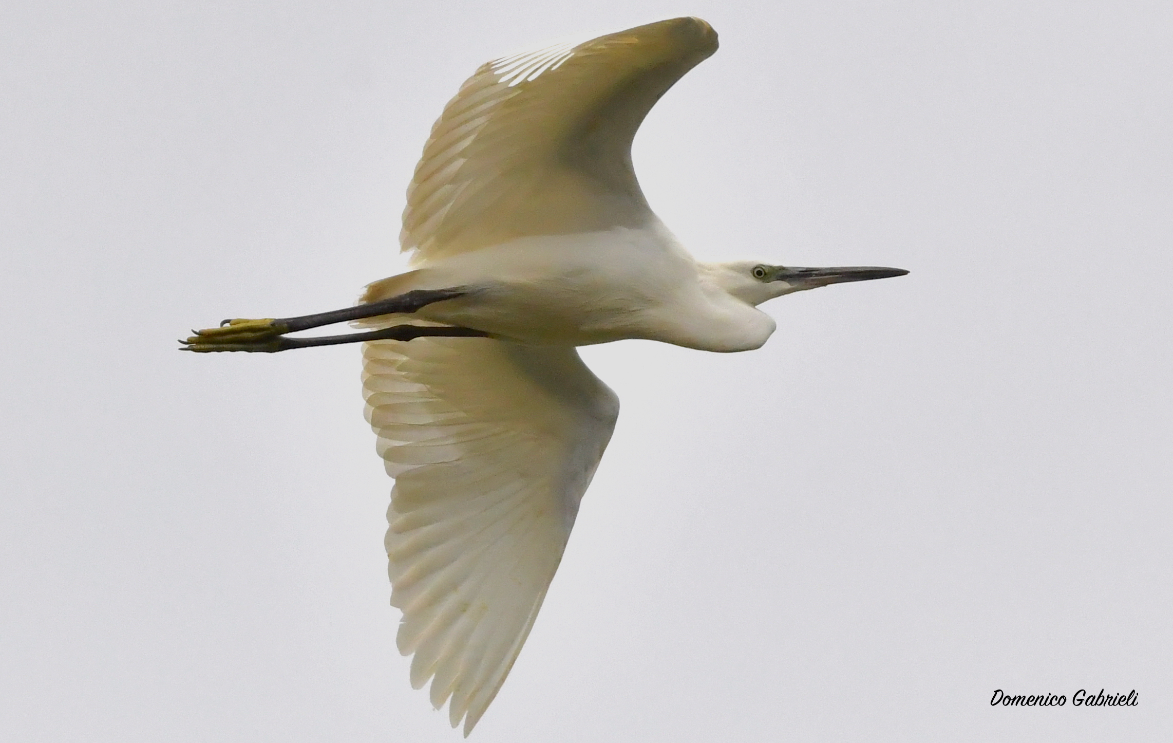 egrets