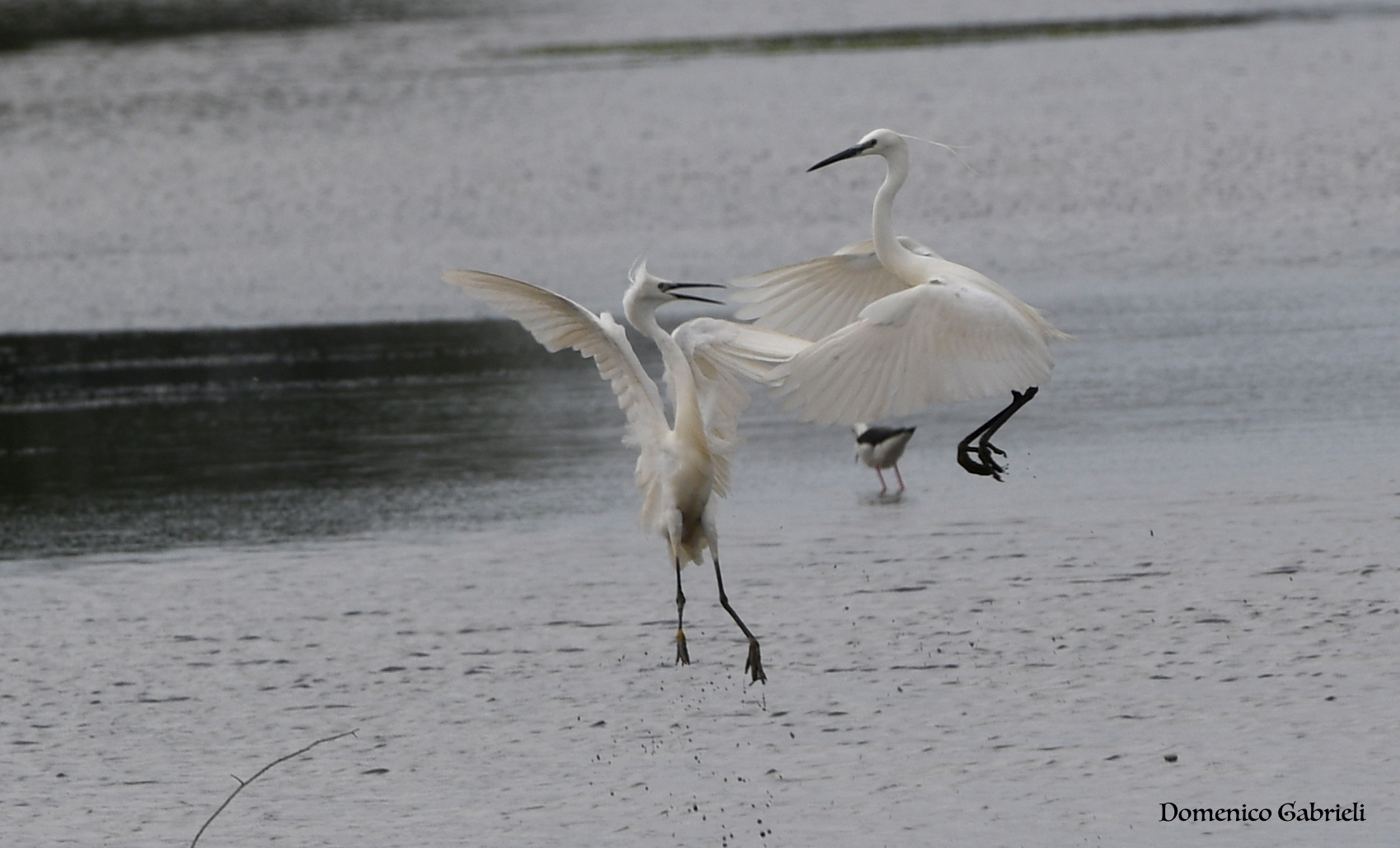 egrets