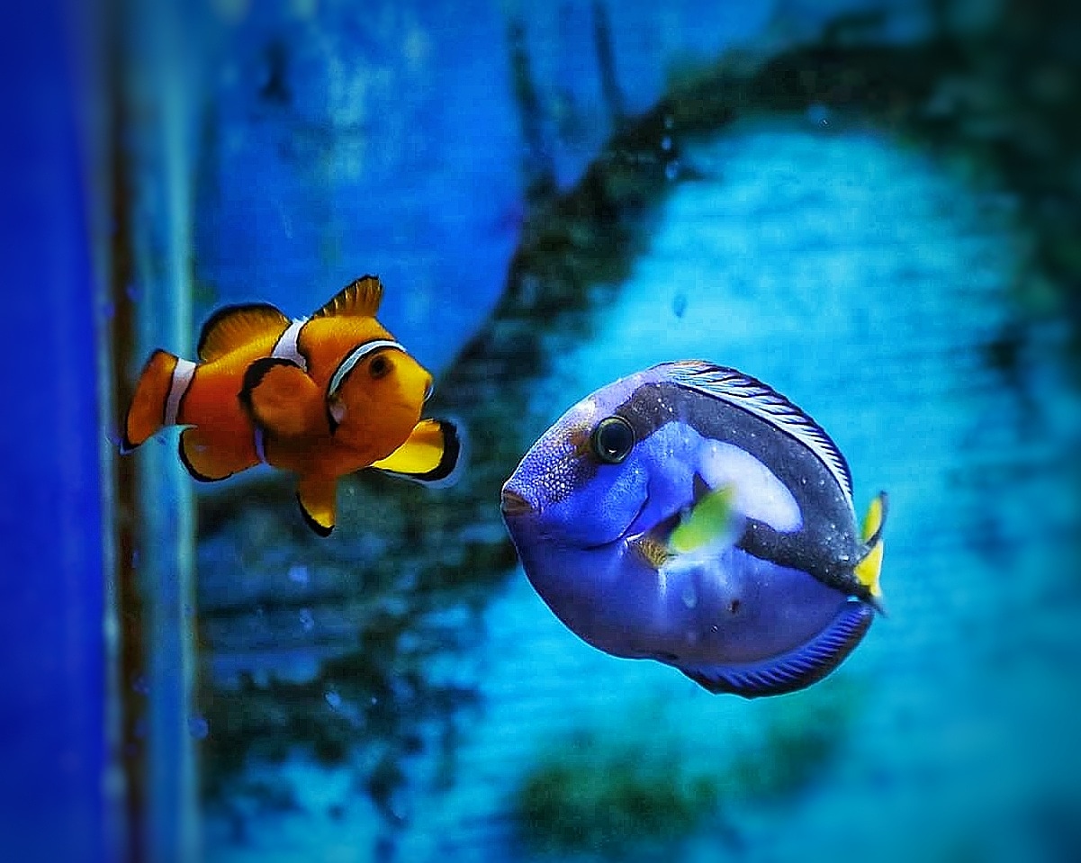 Pesce Pagliaccio e Pesce Chirurgo