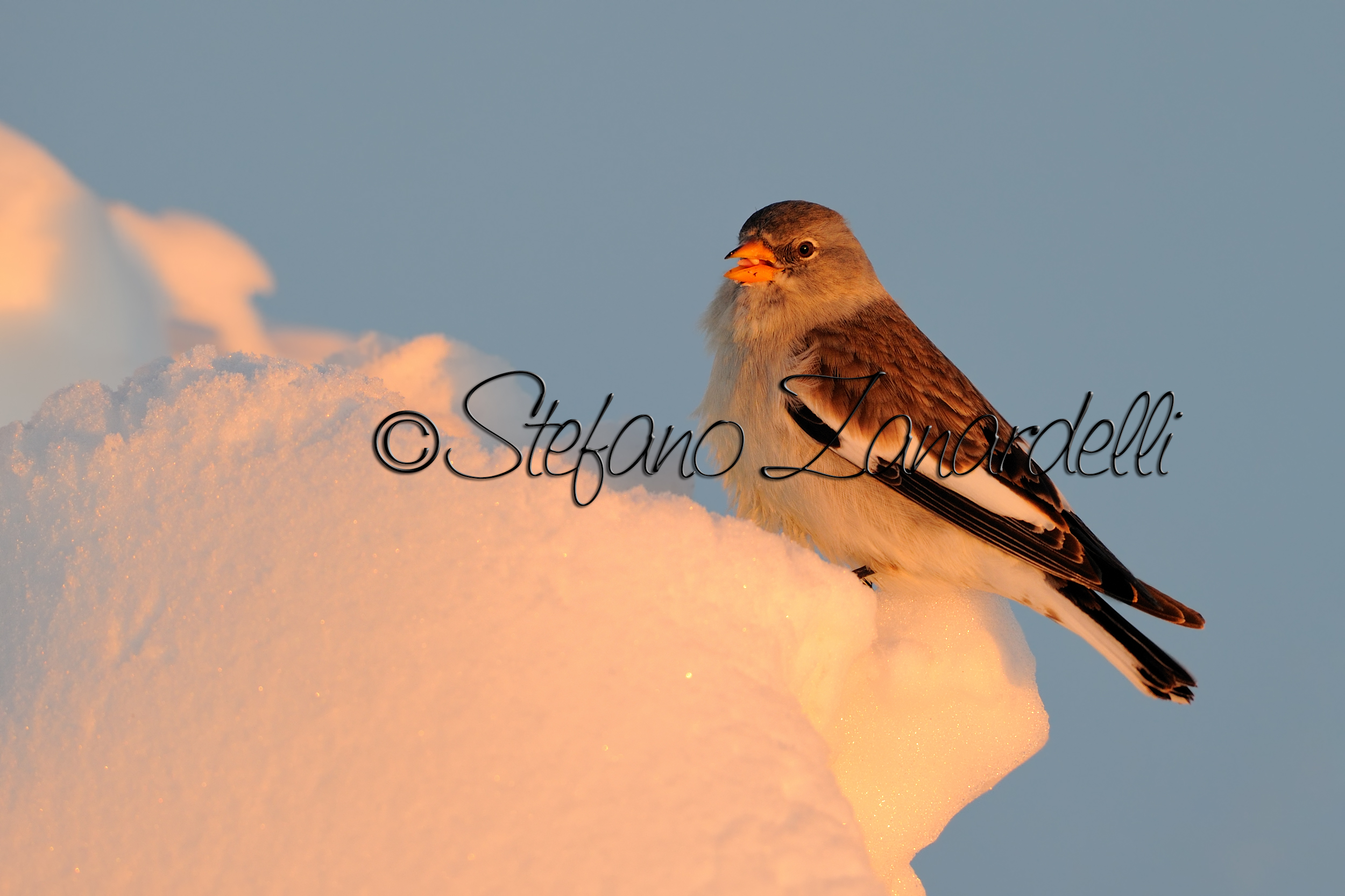 Fringuello Alpino all'alba