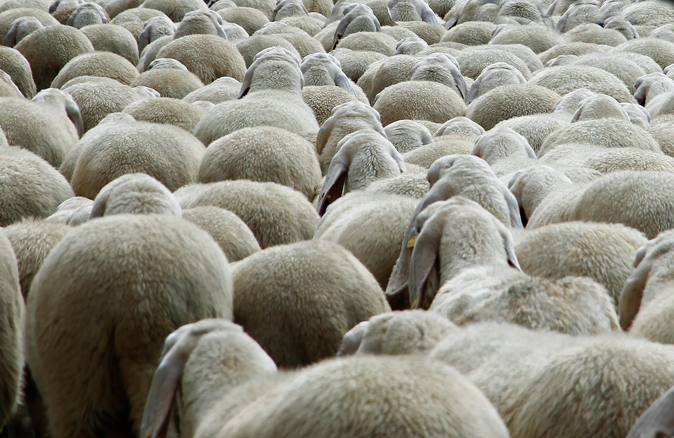 all shut up, lined up and covered