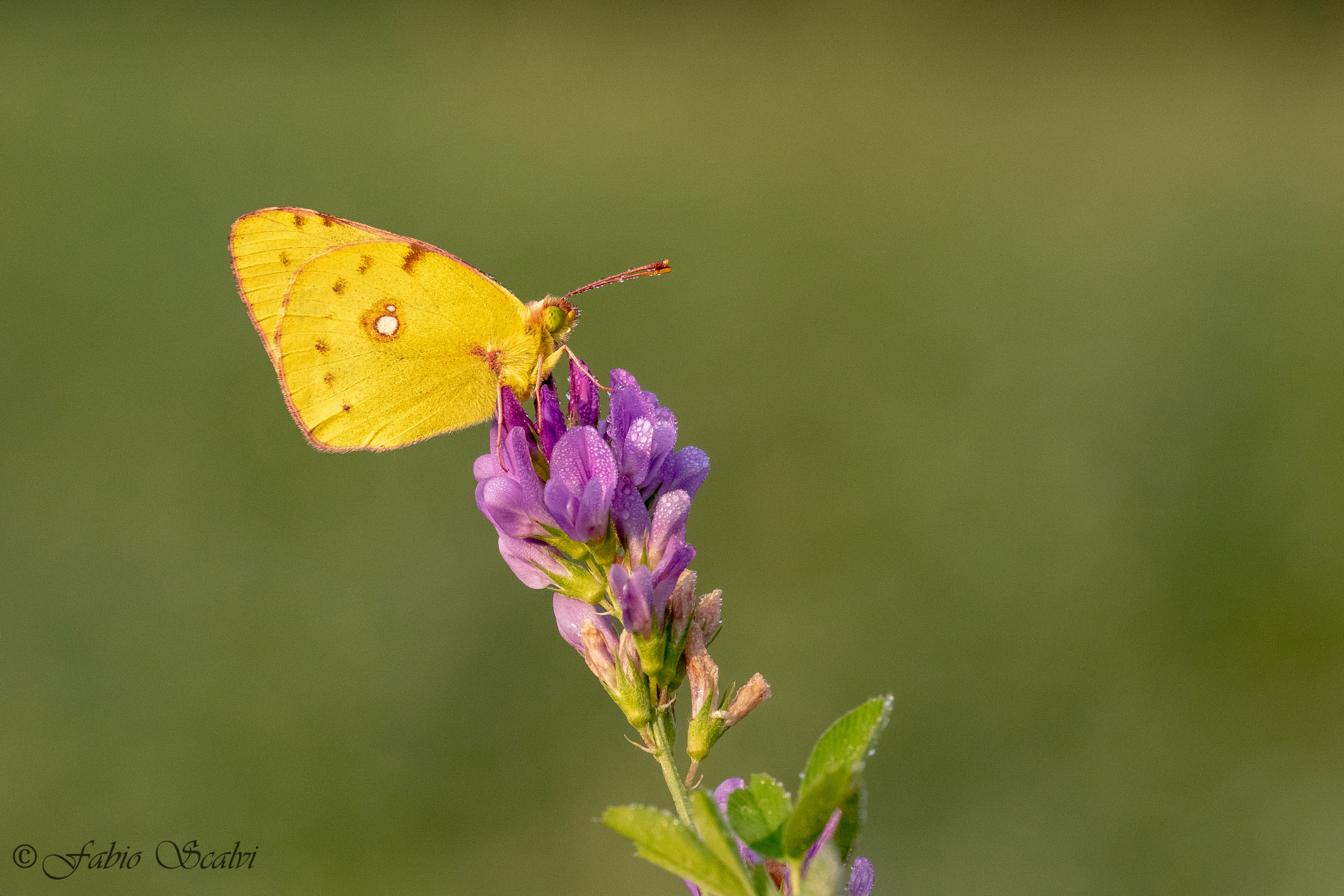 CROCEA COLIAS