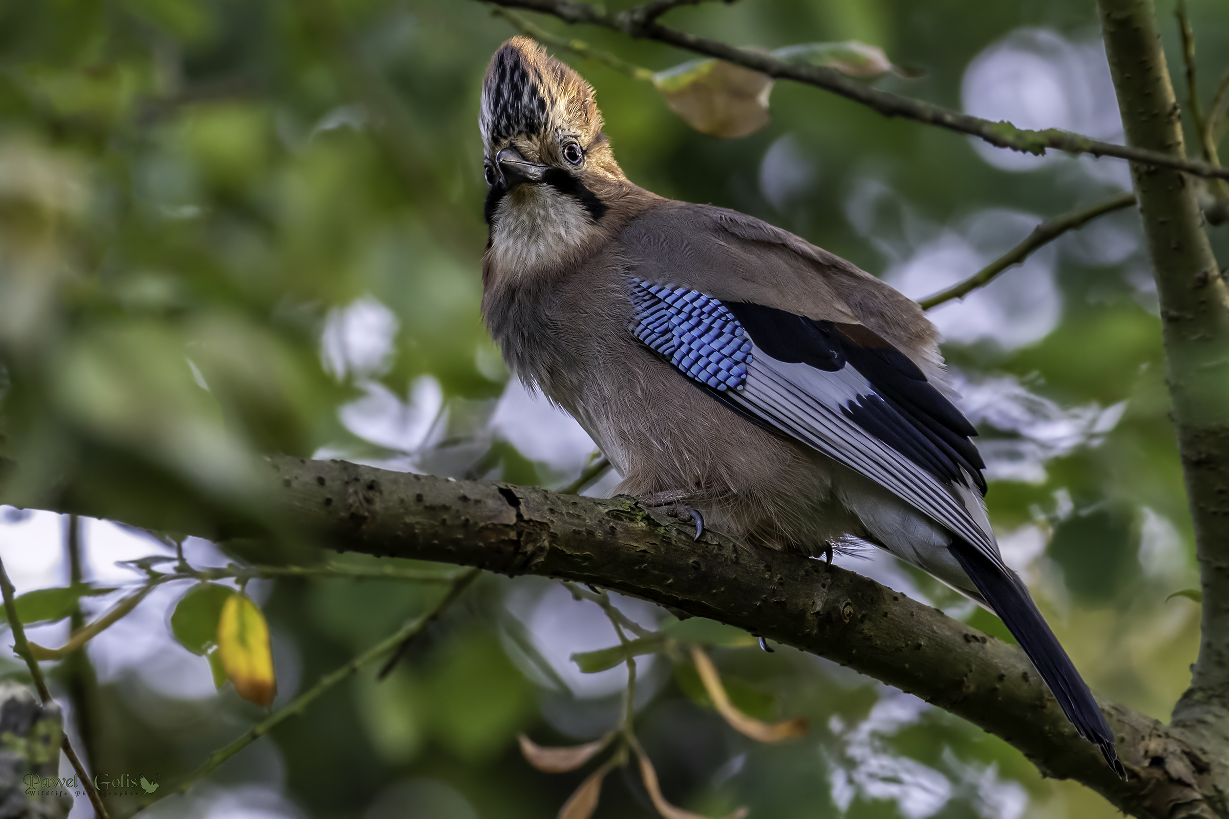 Ghiandaia eurasiatica (Garrulus glandarius)